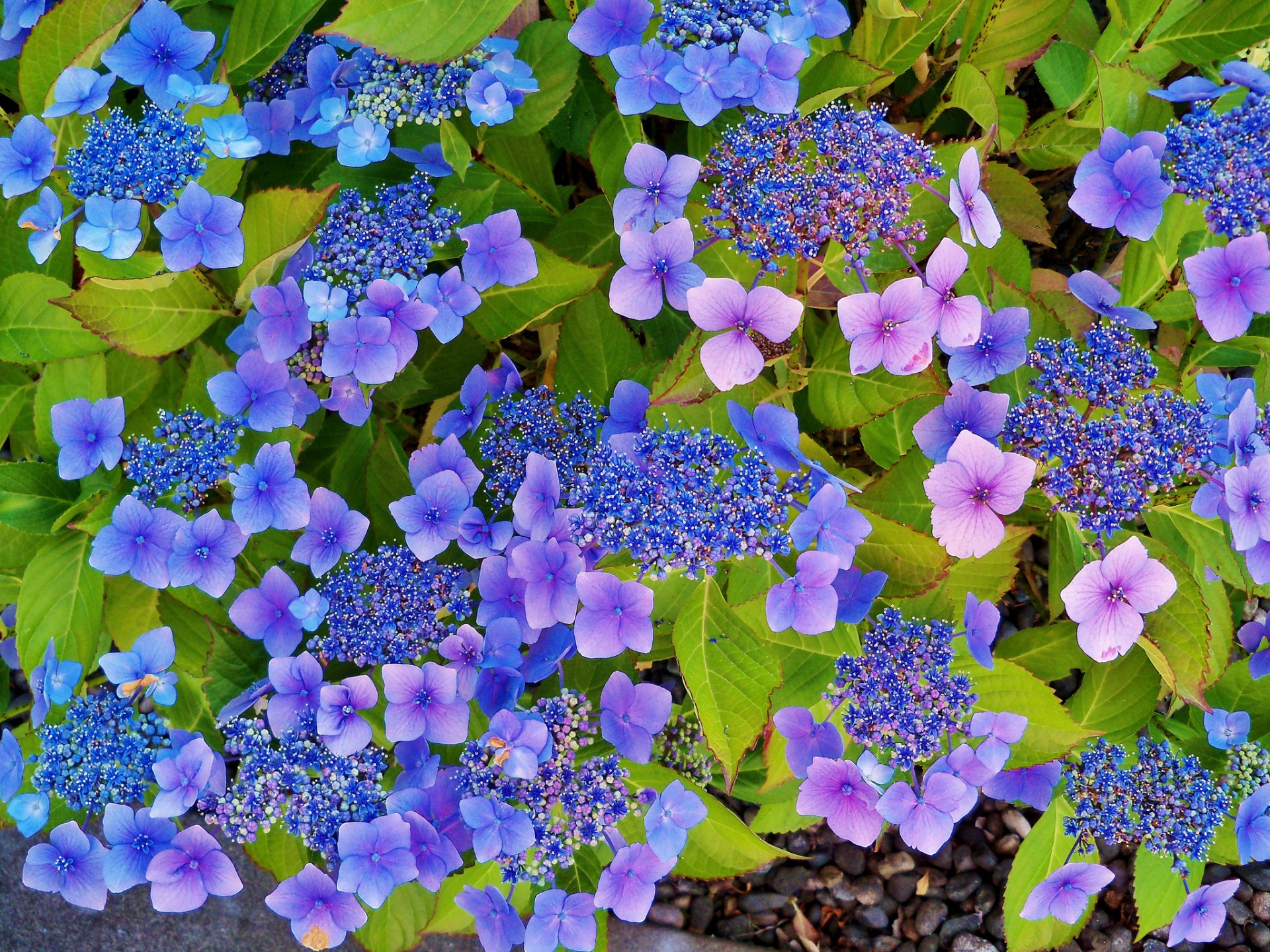 hortensia inflorescences feuilles