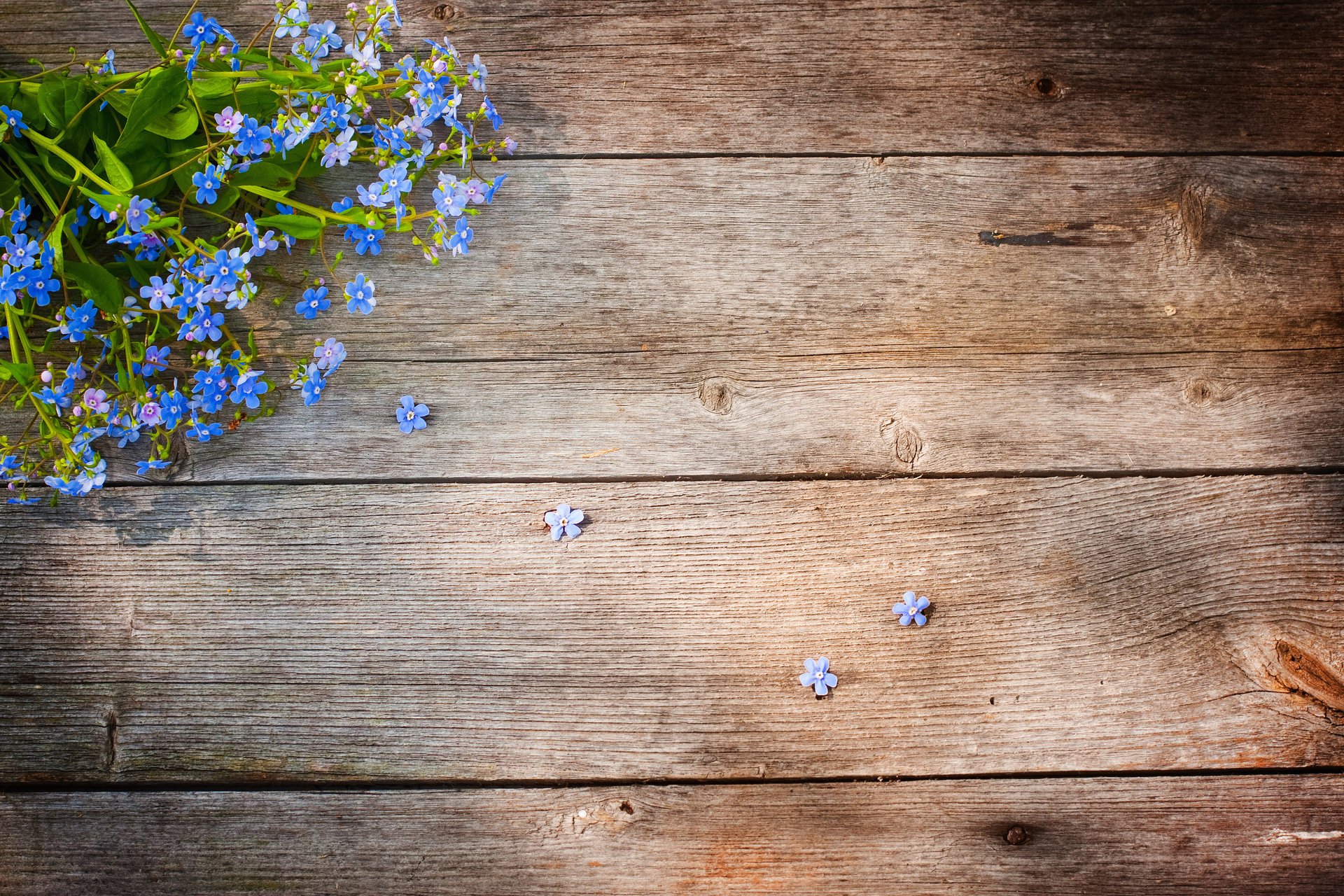 me-nots blue petals board