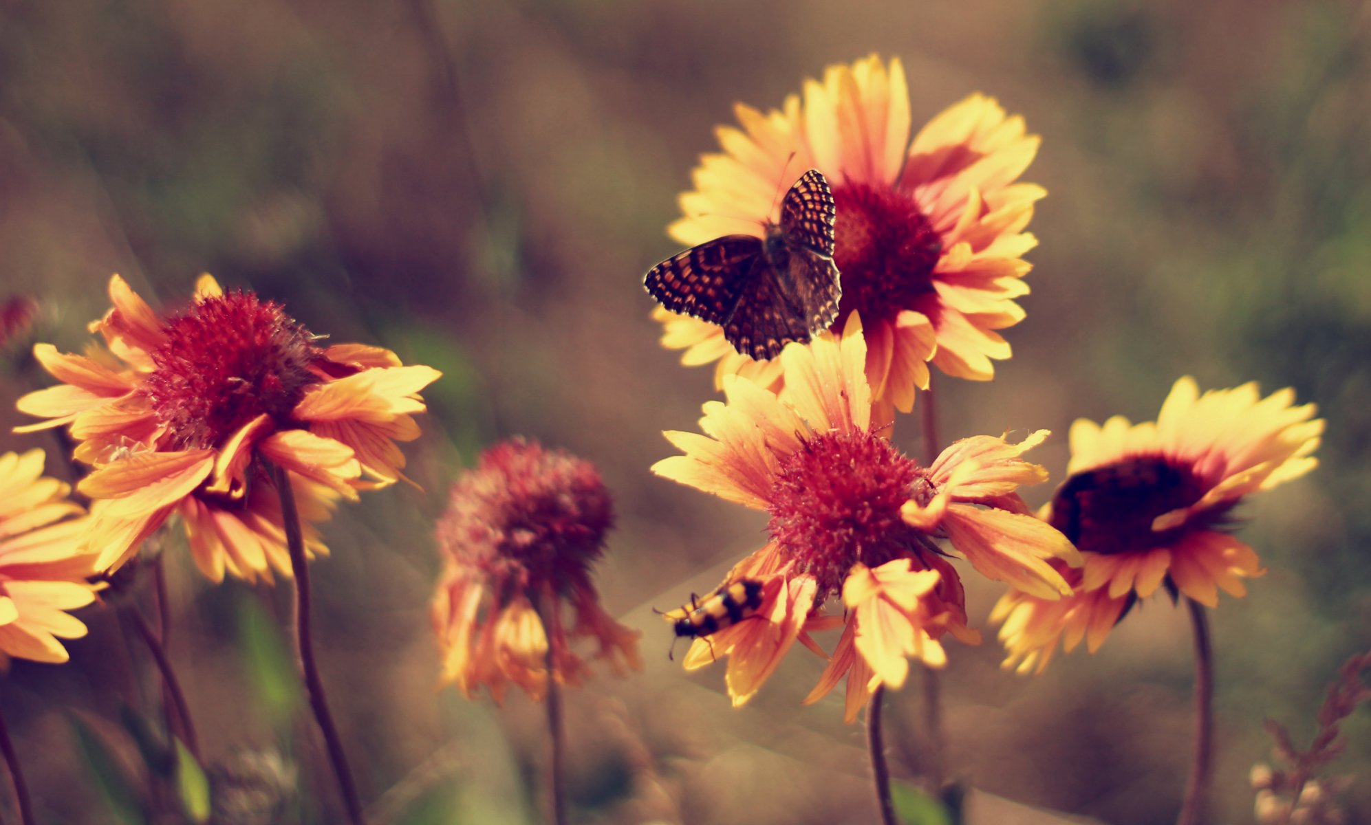 kwiaty motyl lato vintage upał nagietki