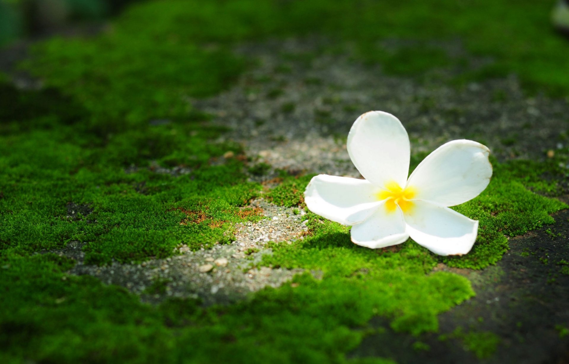 flowers flower flower frangipani plumeria greenery background wallpaper widescreen fullscreen widescreen