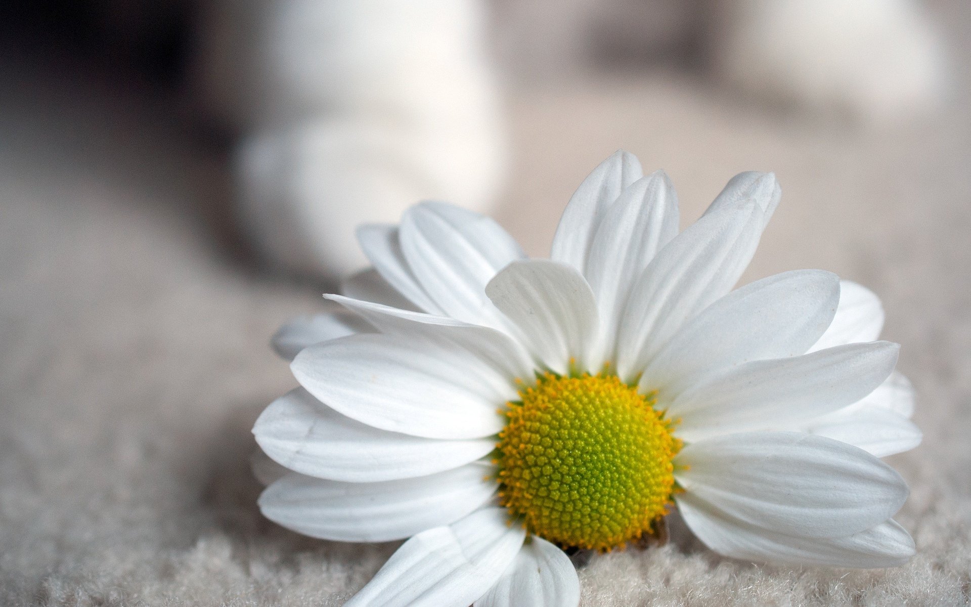 flowers flower daisy yellow white background wallpaper widescreen fullscreen widescreen widescreen