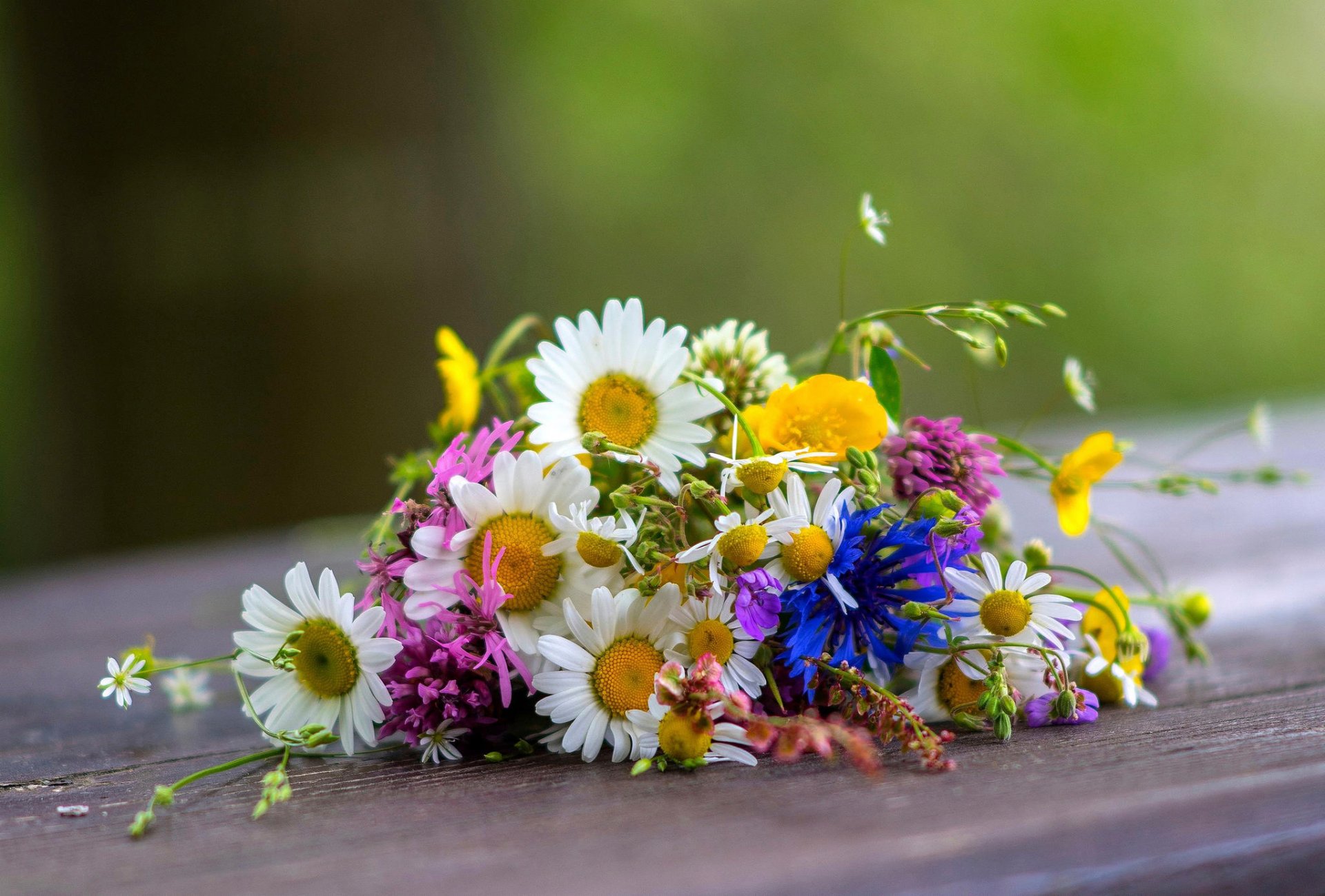 wildblumen unprätentiös nicht launisch kornblumen kamille