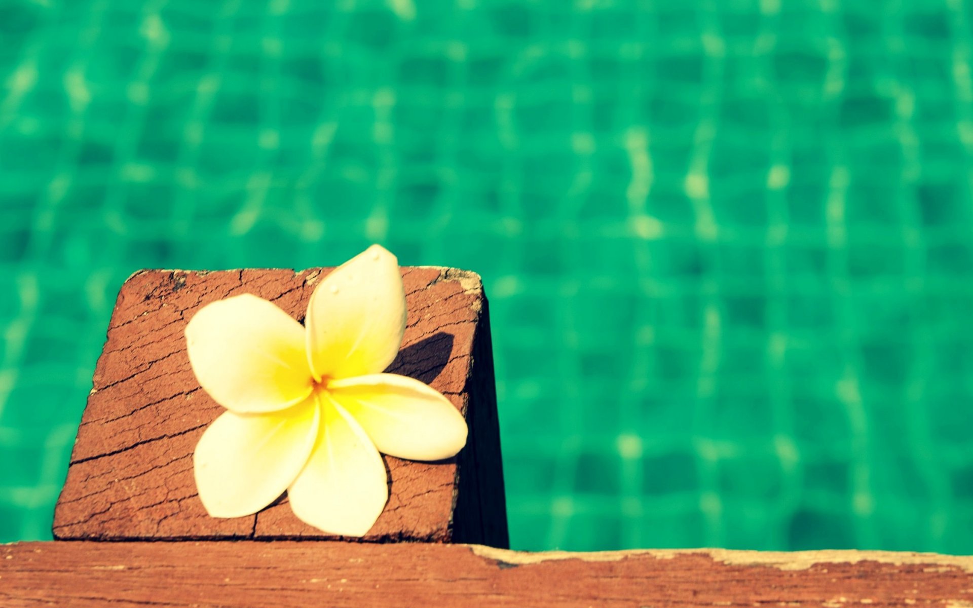 fiori fiore fiore frangipani plumeria bianco sfondo carta da parati widescreen schermo intero widescreen