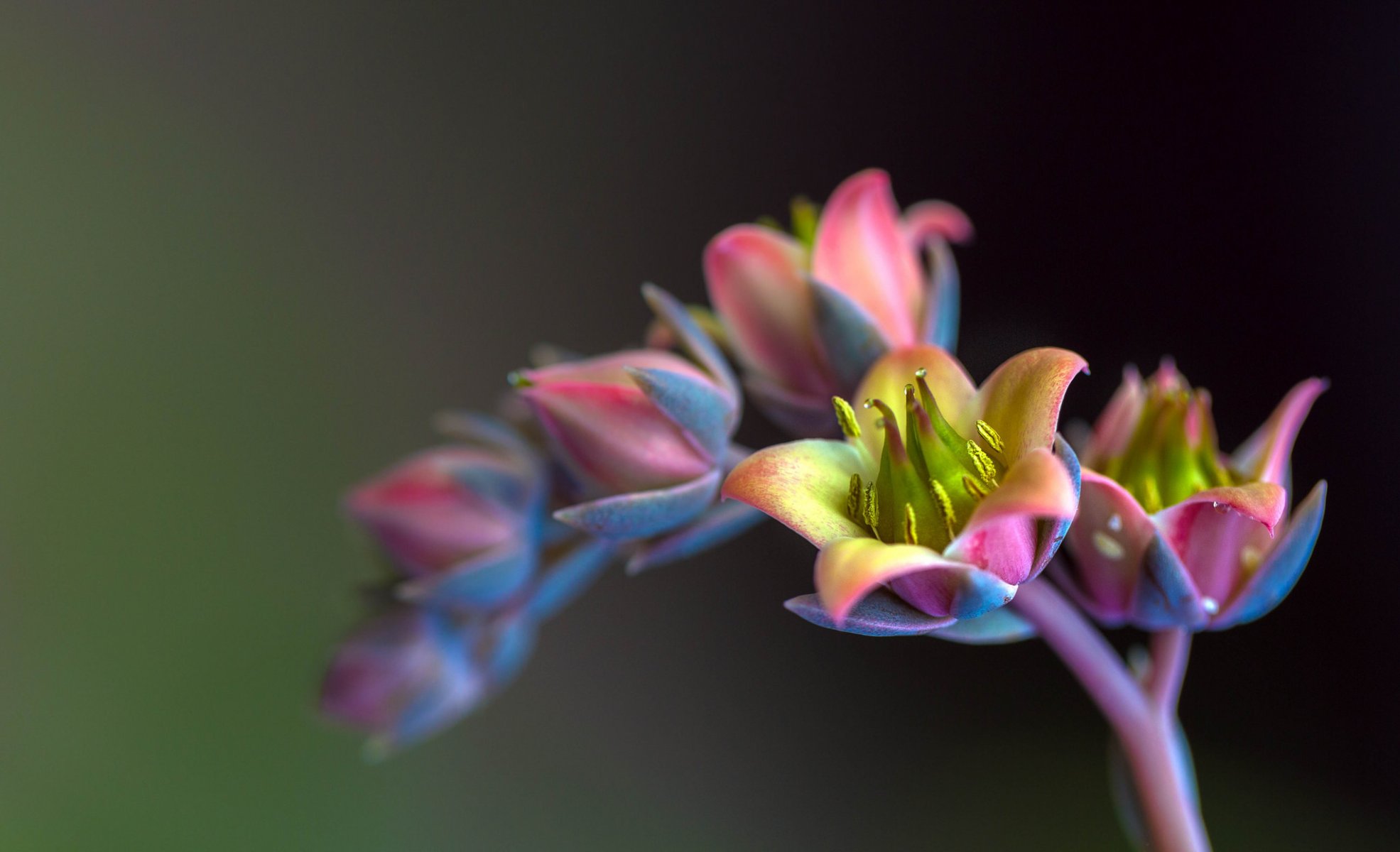 zweig blumen hintergrund