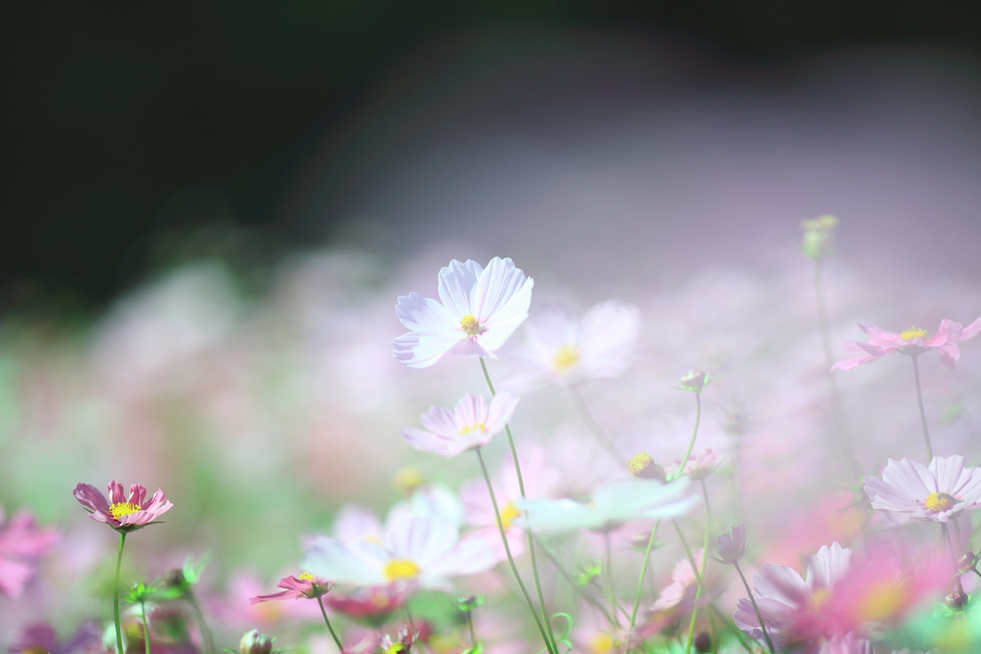 cosmea blanc rose clairière lumière légèreté flou printemps macro