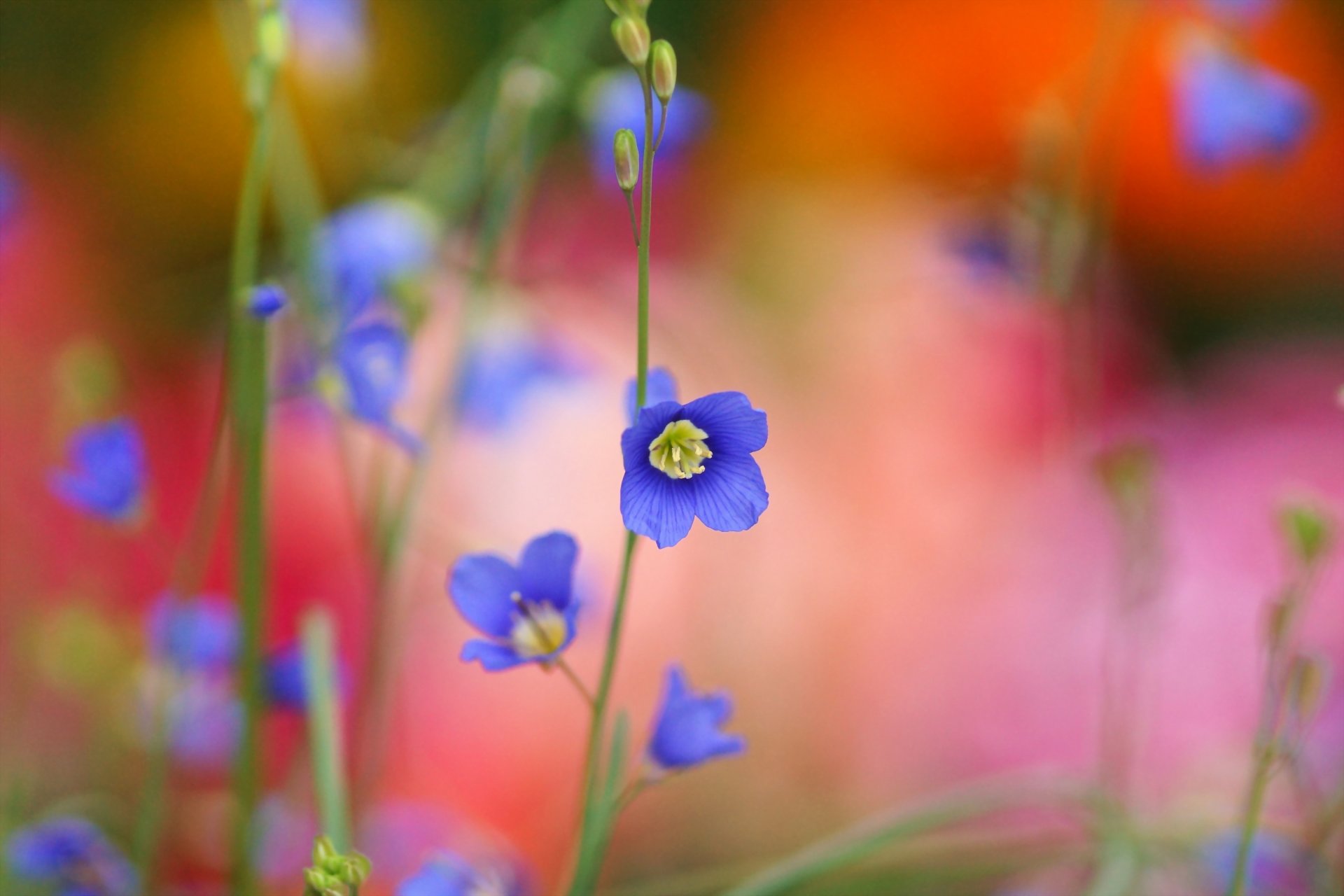 blumen blau stiel knospen verwischen makro