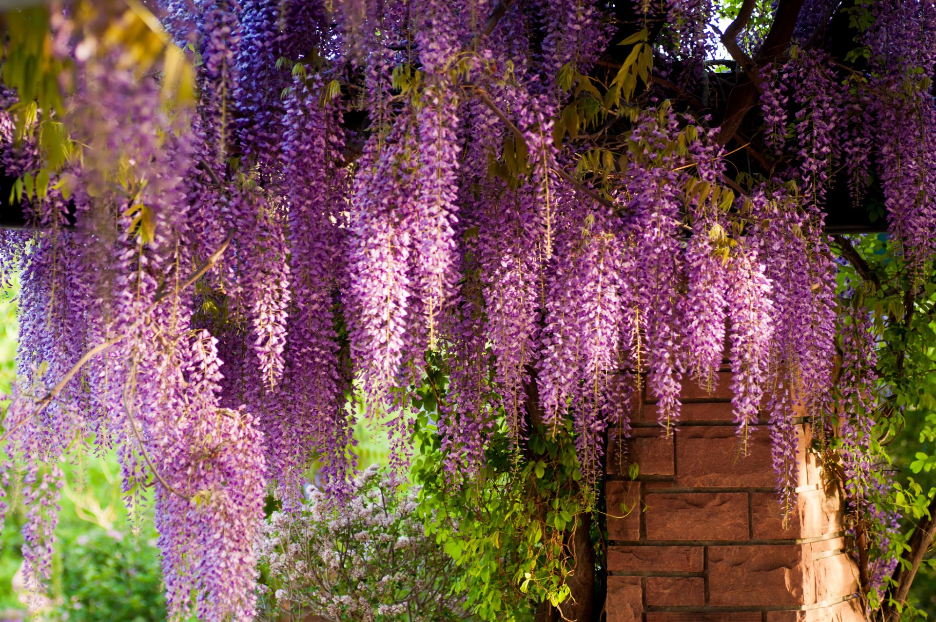 wisteria glyzinien ziegel