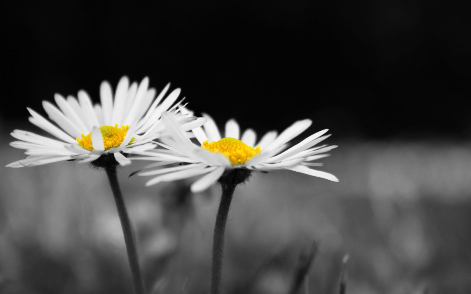 flowers flower flowers chamomile daisies white black and white background wallpaper widescreen fullscreen widescreen widescreen