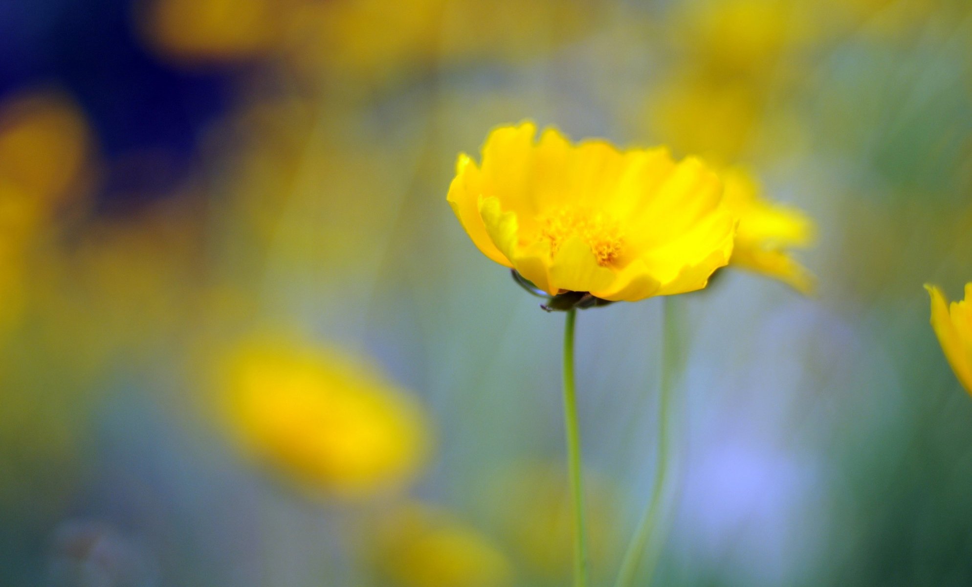 flores florecita amarillo flor desenfoque fondo papel pintado pantalla ancha pantalla ancha pantalla ancha