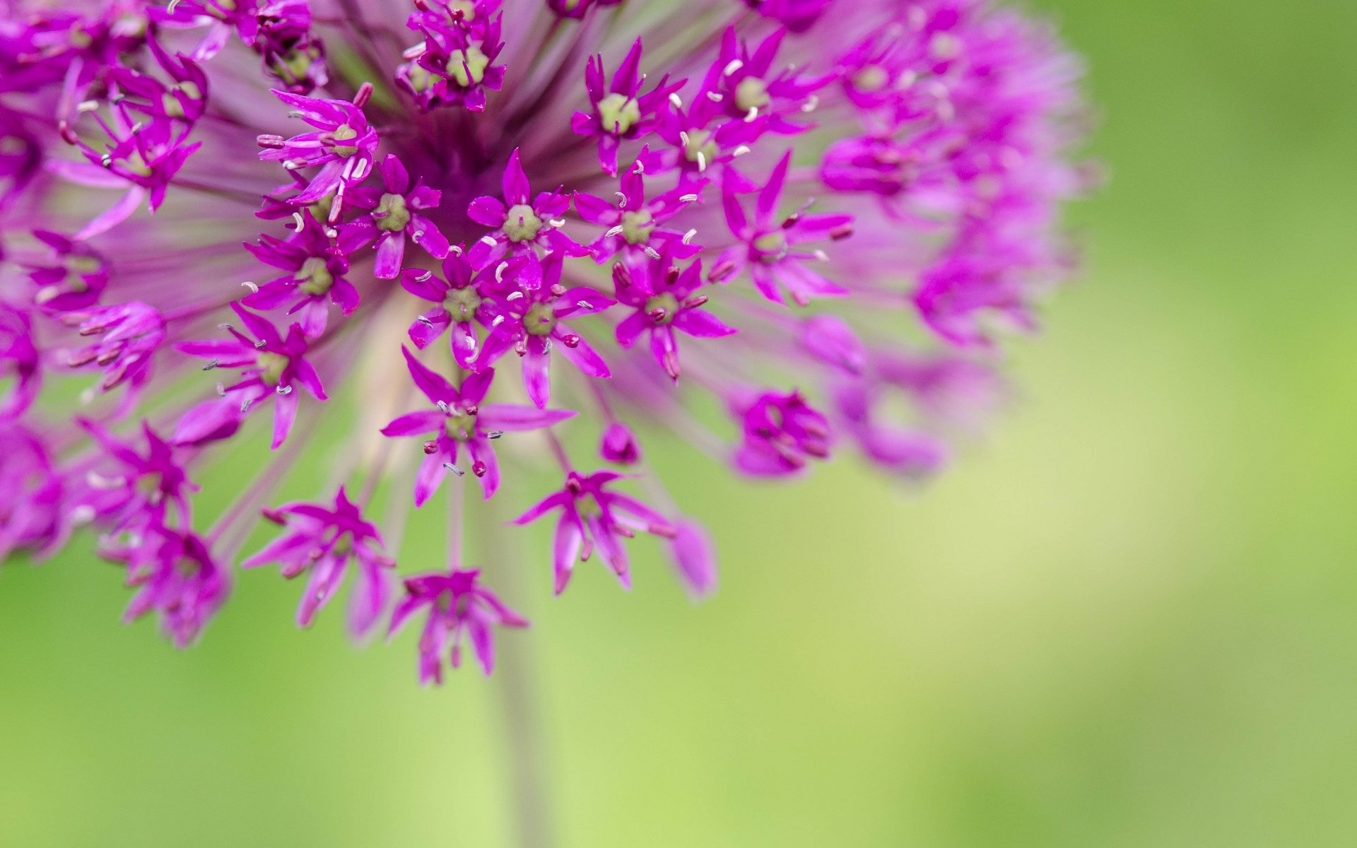 blumen blumen blümchen rosa makro blume unschärfe hintergrund makro tapete widescreen vollbild widescreen widescreen