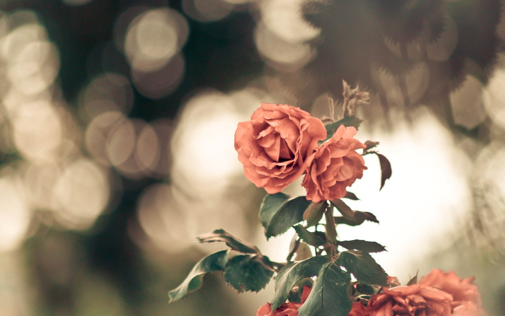 flowers flower flower leaves leaves blur bokeh macro macro background wallpaper widescreen fullscreen widescreen widescreen