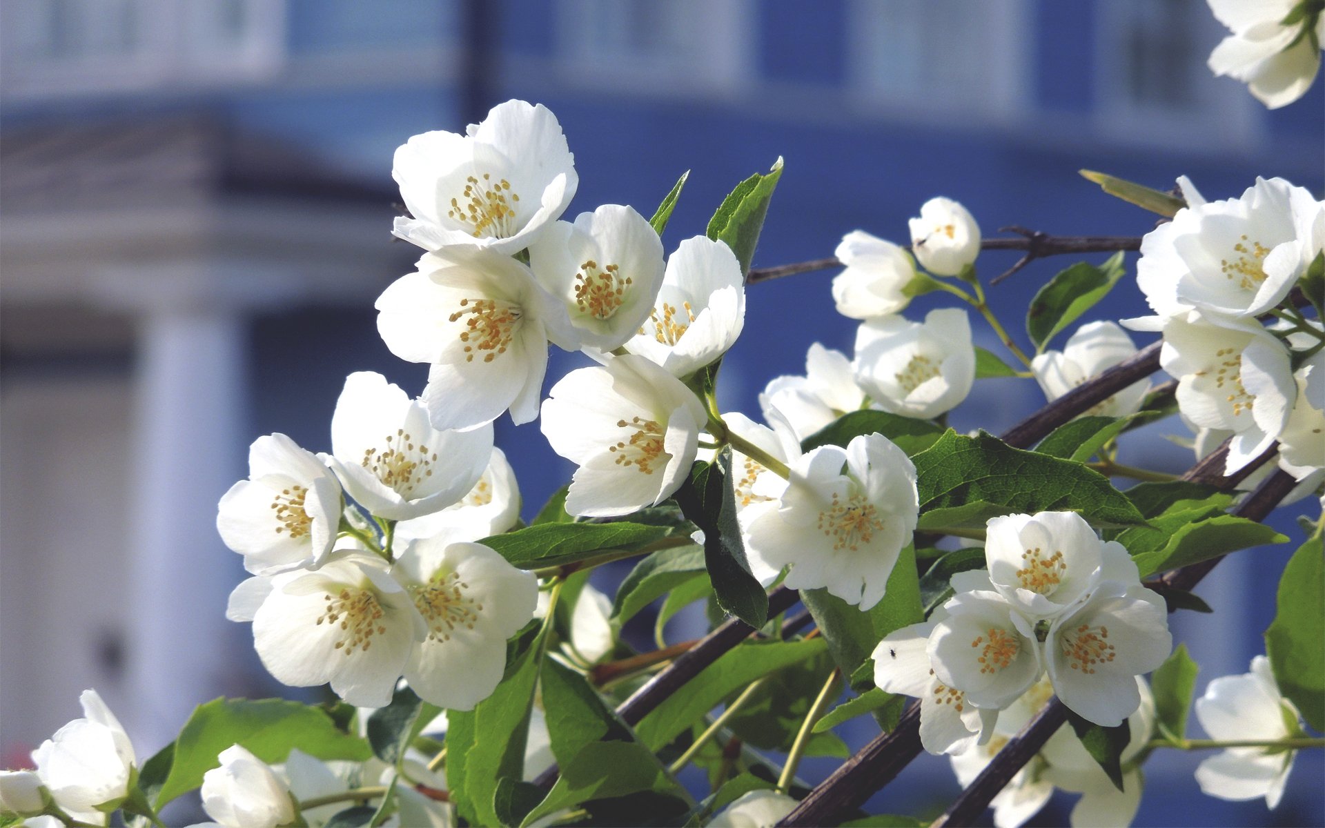 fiori albero melo ramo