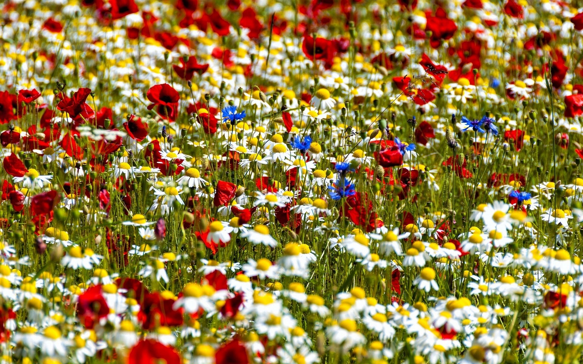 chamomile poppies cornflowers meadow bokeh
