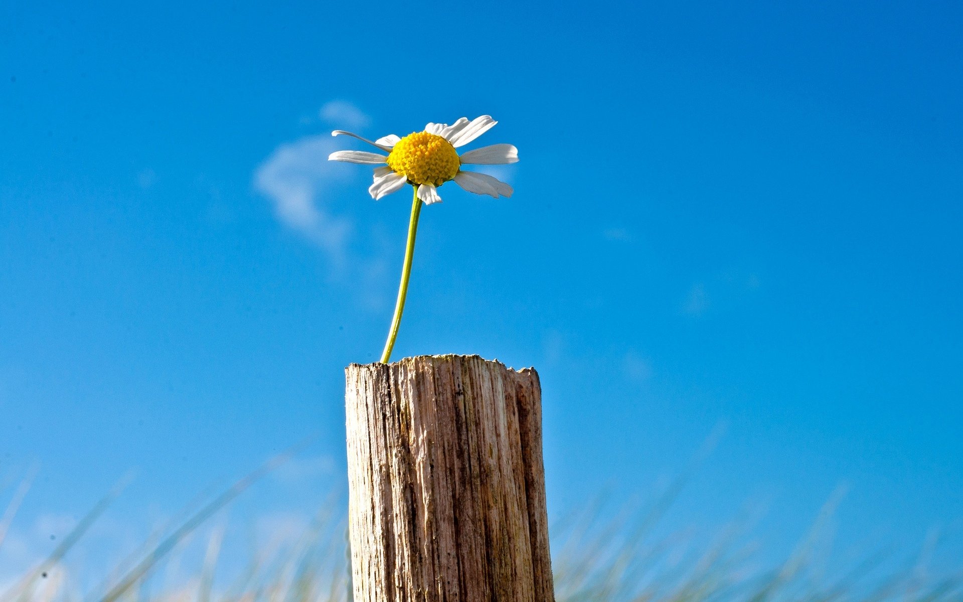 flowers flower flower daisy sky blue background wallpaper widescreen fullscreen widescreen widescreen