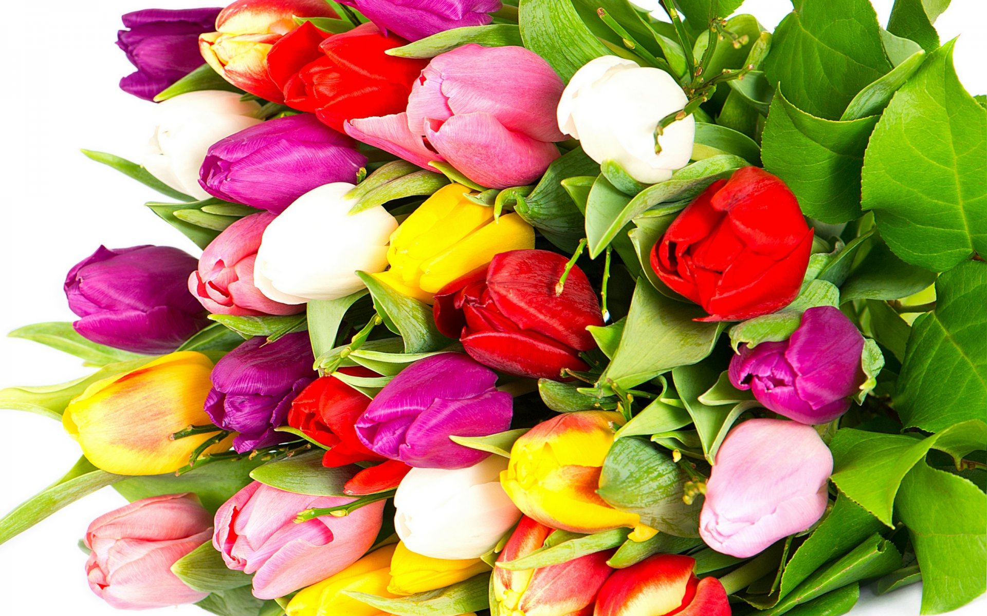 tulips flowers bright bouquet yellow red white pink purple petals beauty bright multicolored pink lilac white