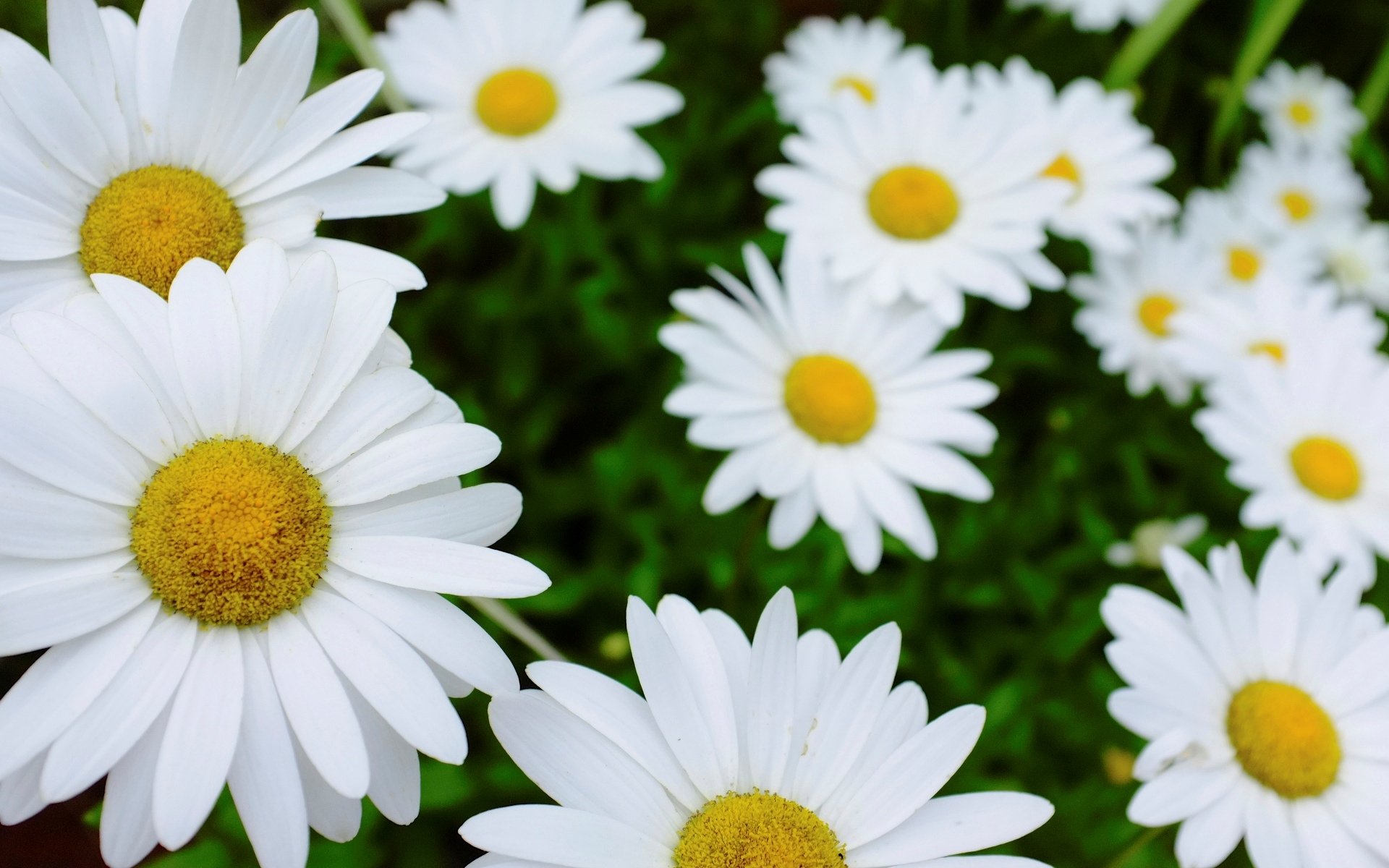 blumen blumen gänseblümchen weiß blume hintergrund tapete widescreen vollbild widescreen widescreen