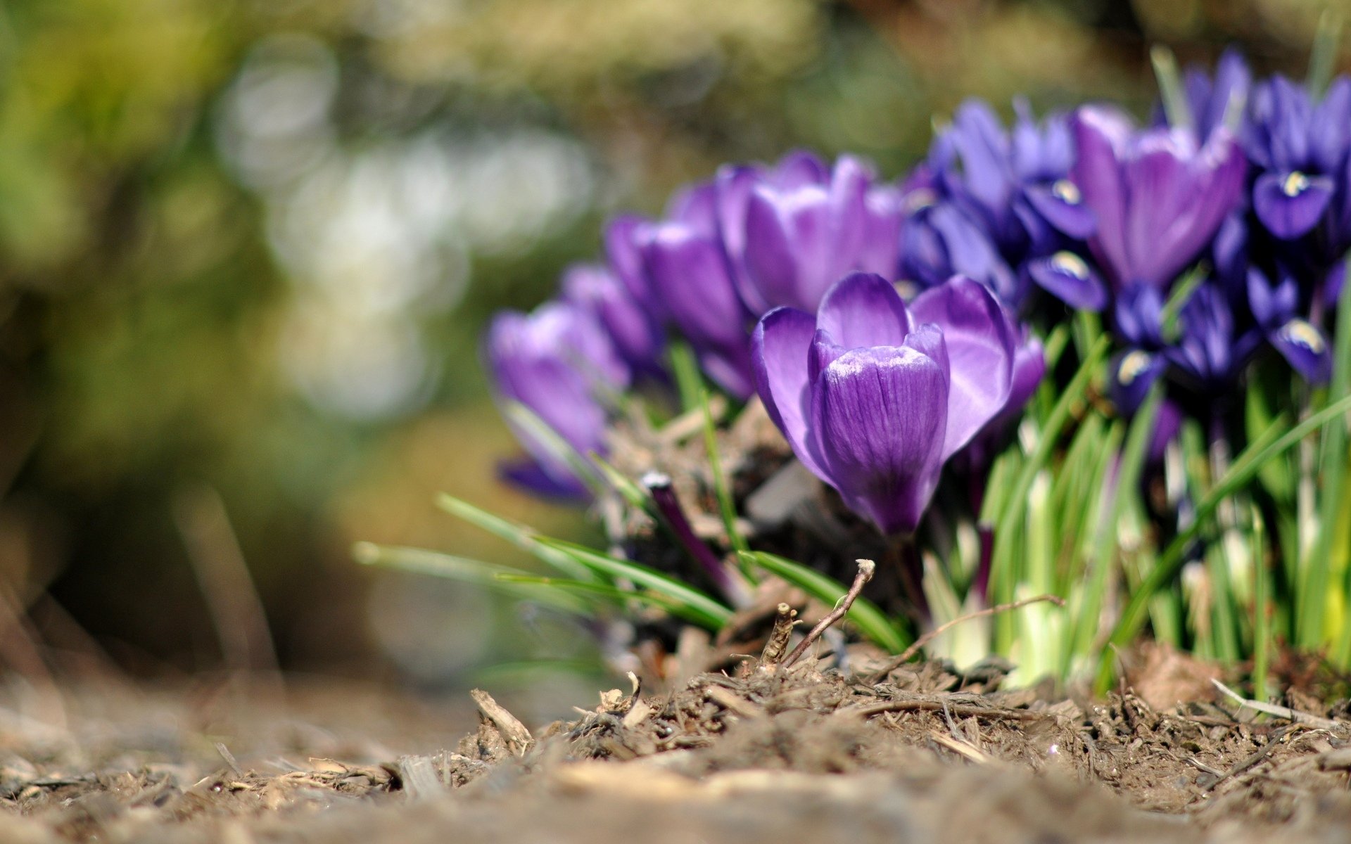 fleurs fleurs violet crocus verdure macro fond papier peint écran large plein écran écran large écran large