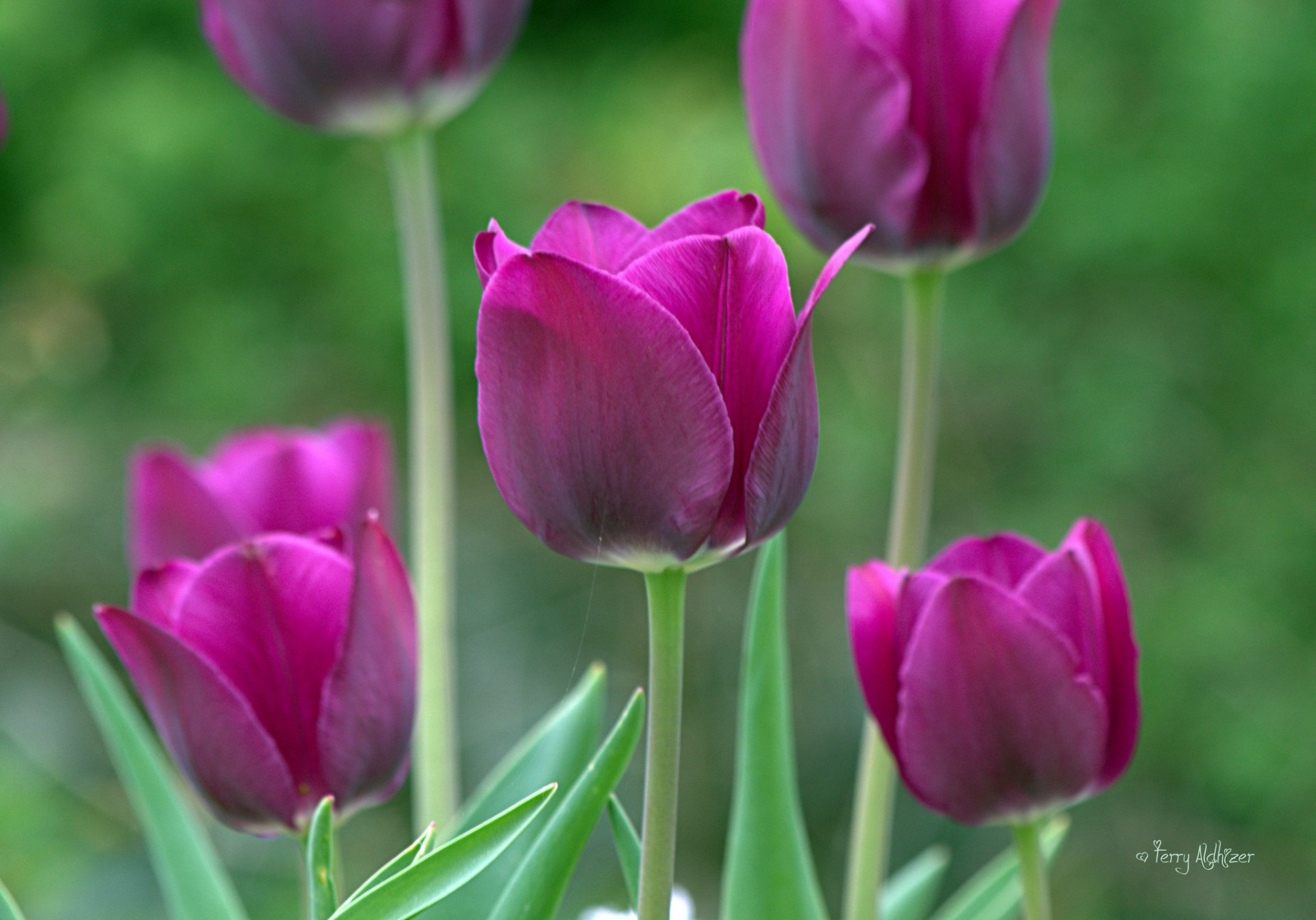 tulipany fiolet makro wiosna ogród