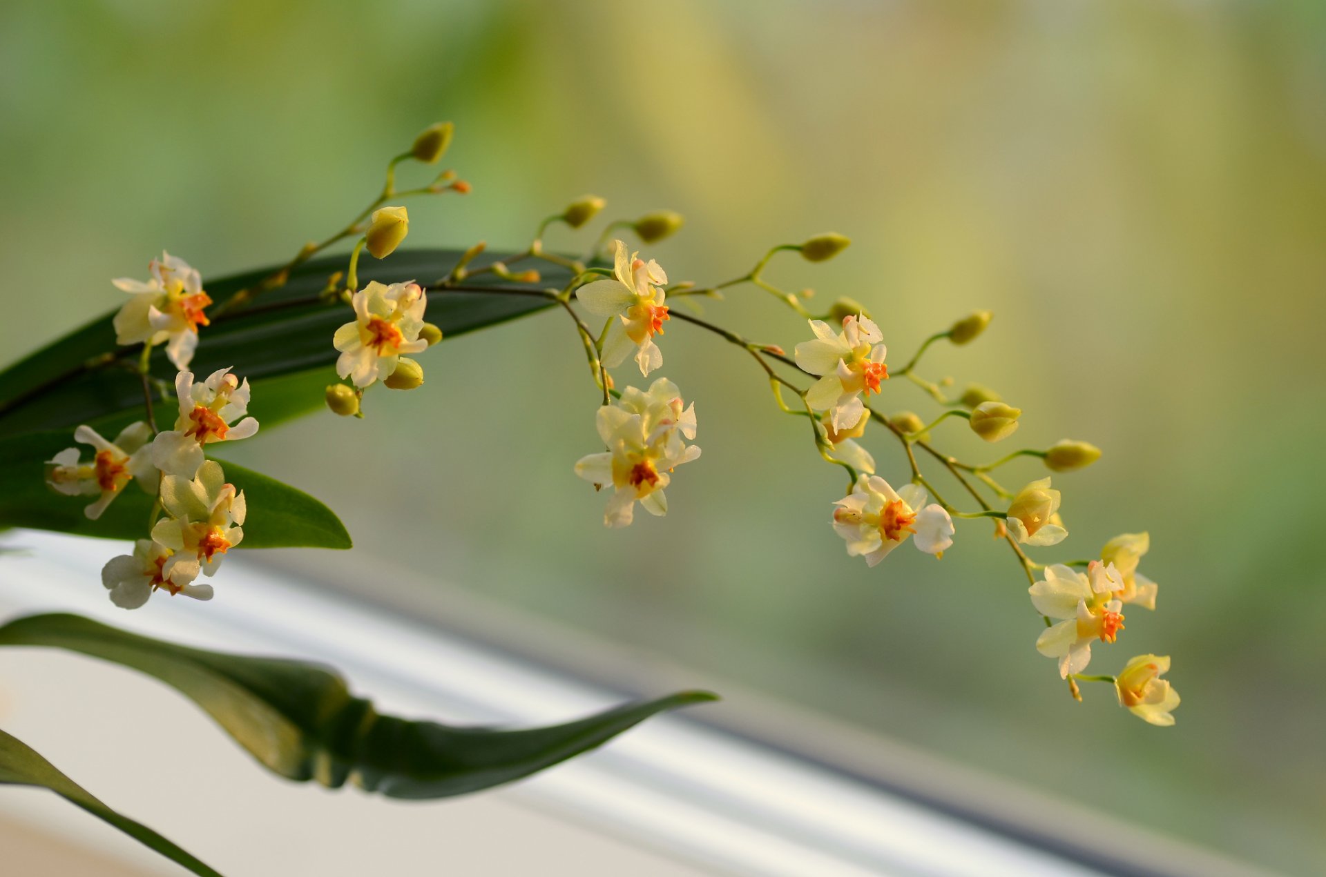 branch flower yellow orchid background