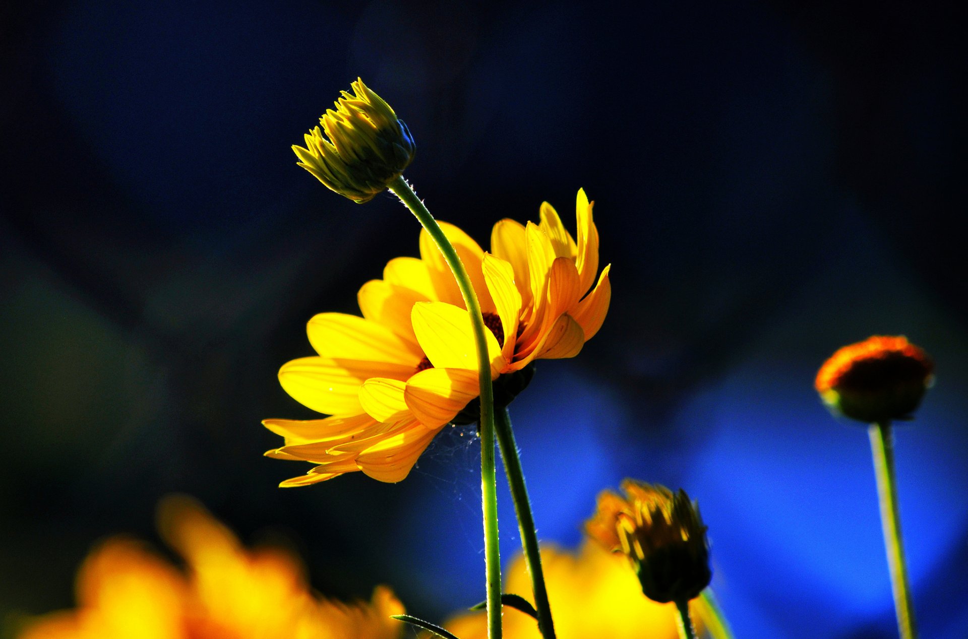 fiori giallo boccioli di fiori sfondo blu