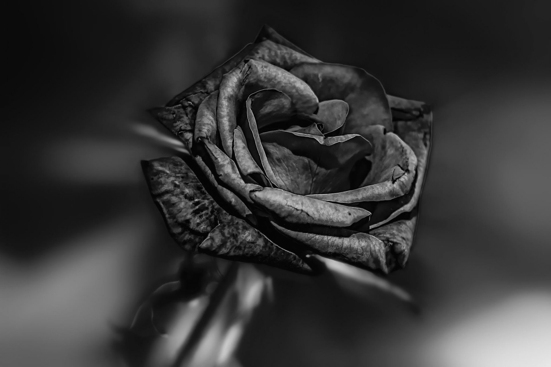 black beauty rosa