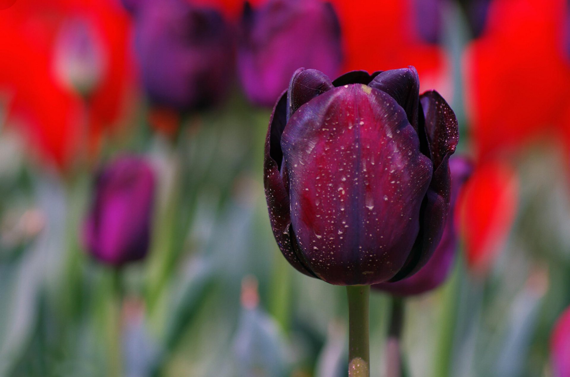 tulip petals close up