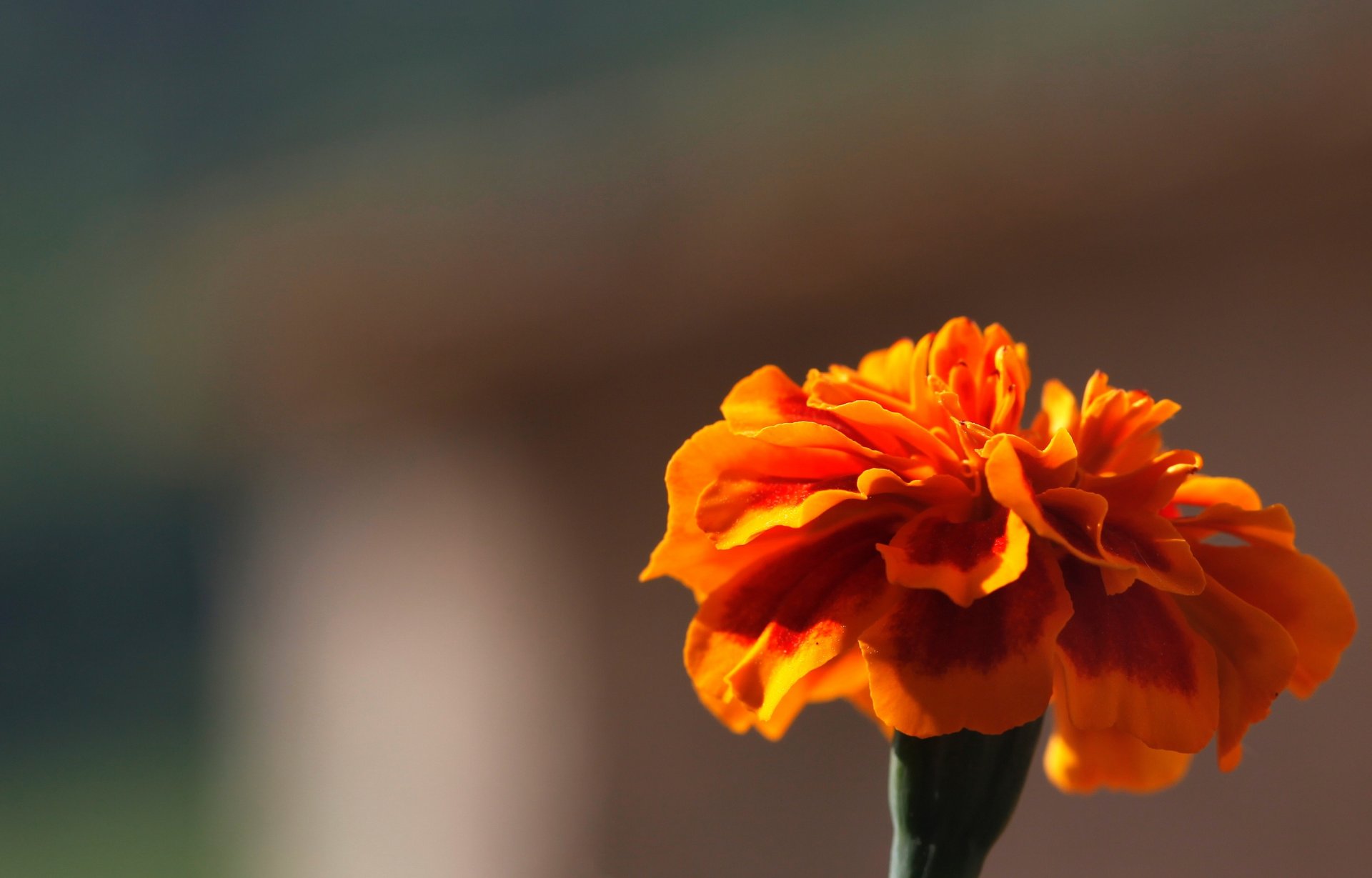 fleurs fleur souci orange flou arrière-plan papier peint écran large plein écran écran large écran large