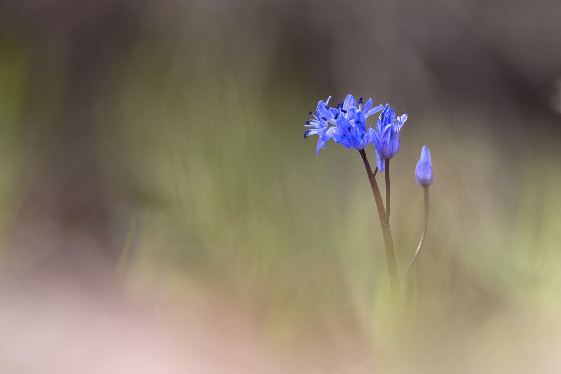 fleur bleu bourgeons flou