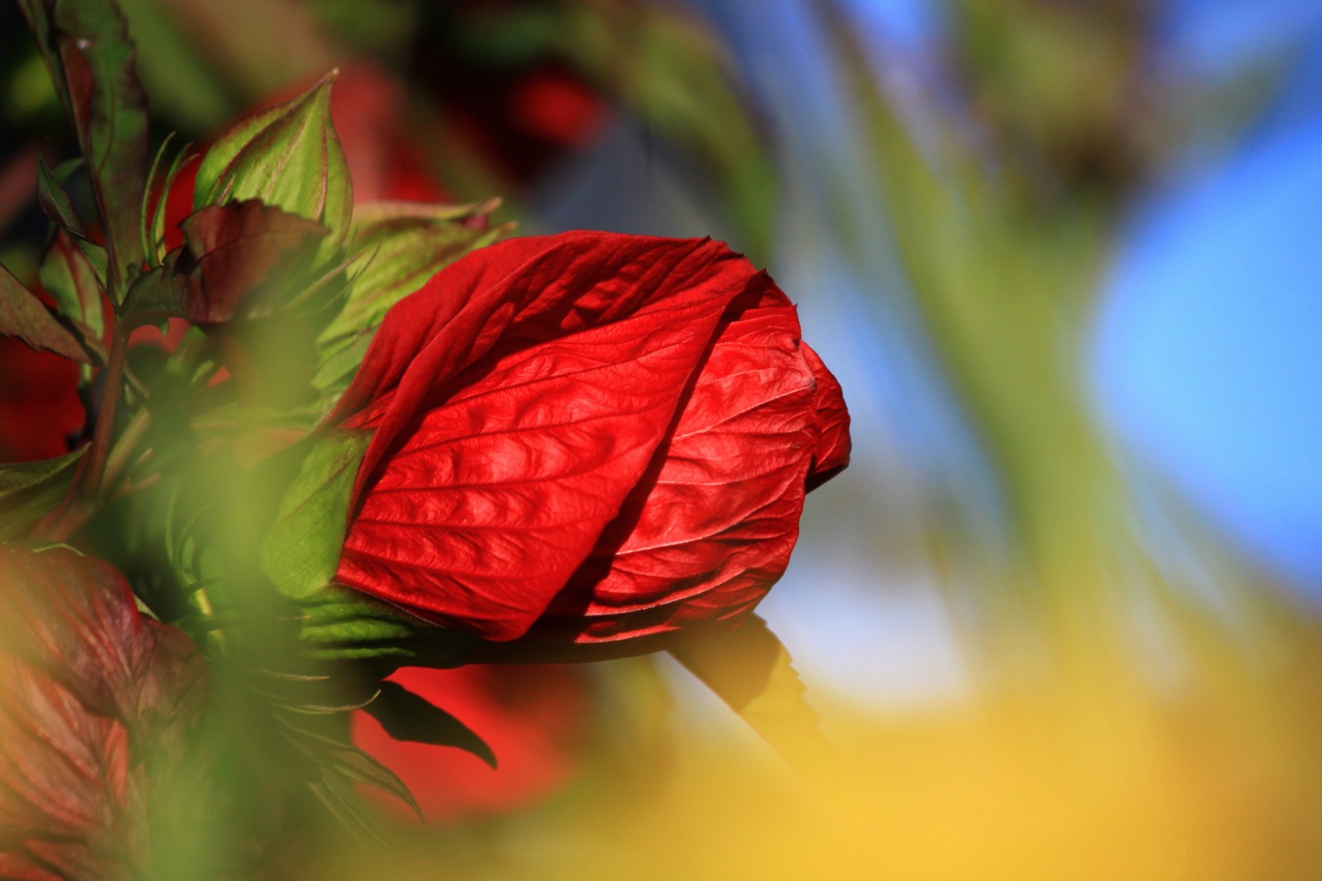 flor rosa rojo brote pétalos macro