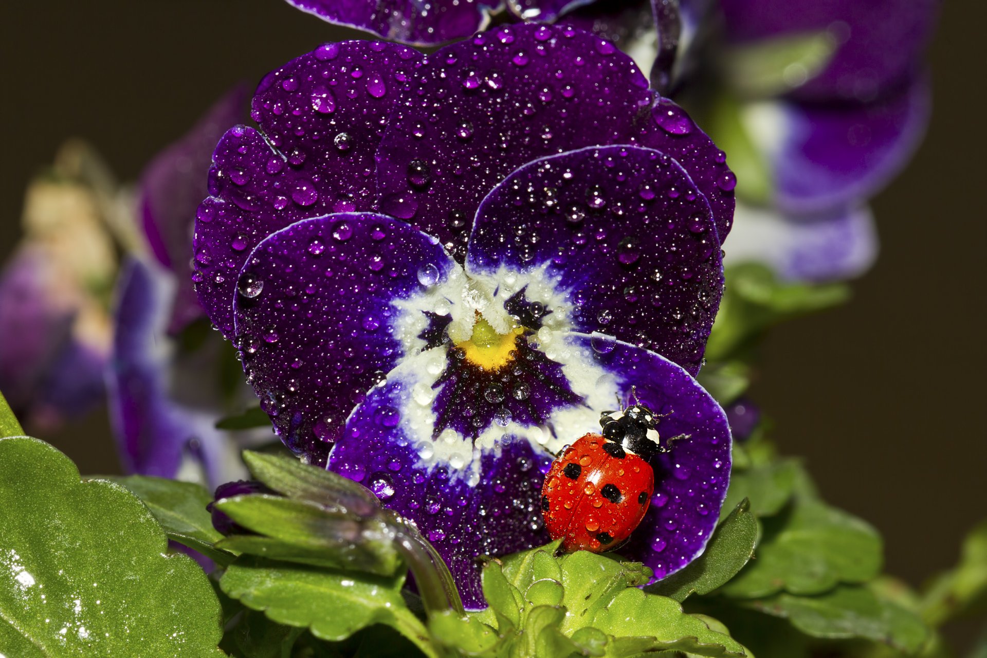 viola coccinelle gouttes gros plan