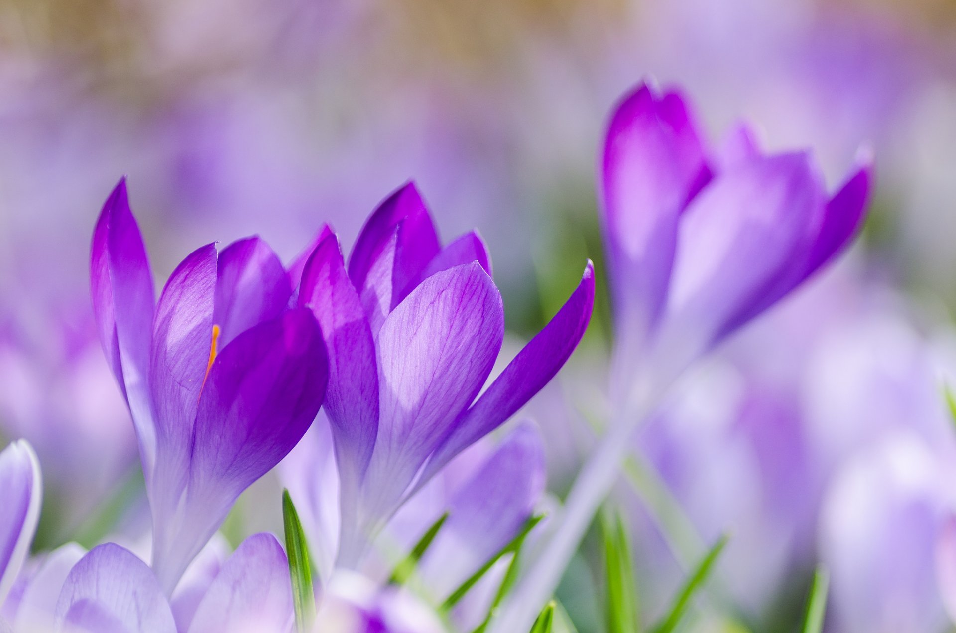 krokusse flieder lila blumen blütenblätter gras frühling makro fokus unschärfe