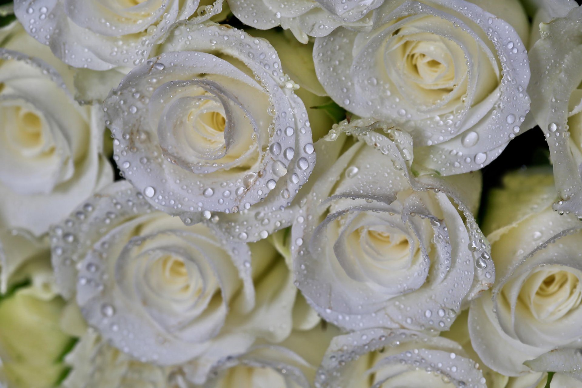 bouquet roses drops close up