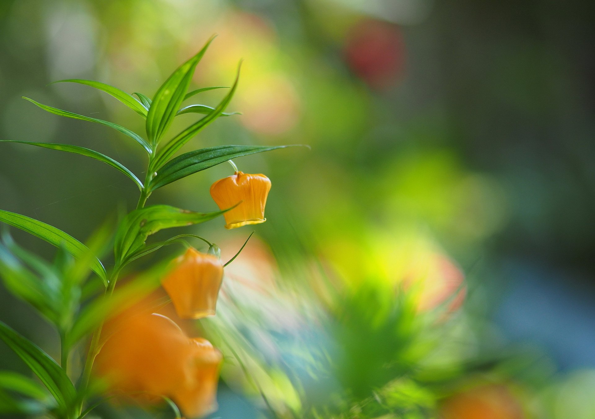 ramo volpe fiori gialli lanterne sfocatura