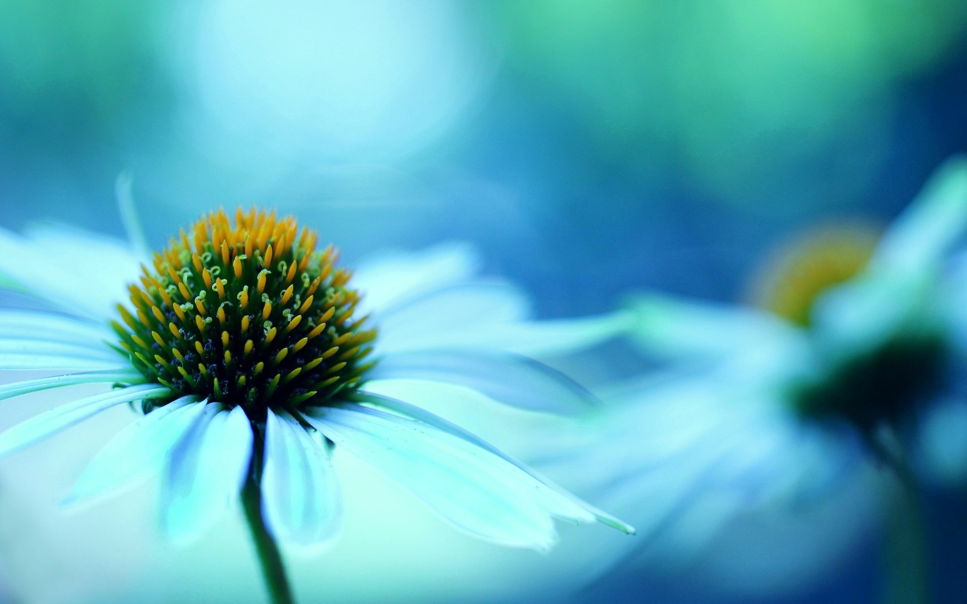 flowers flower flower macro blue blur background wallpaper widescreen fullscreen widescreen widescreen