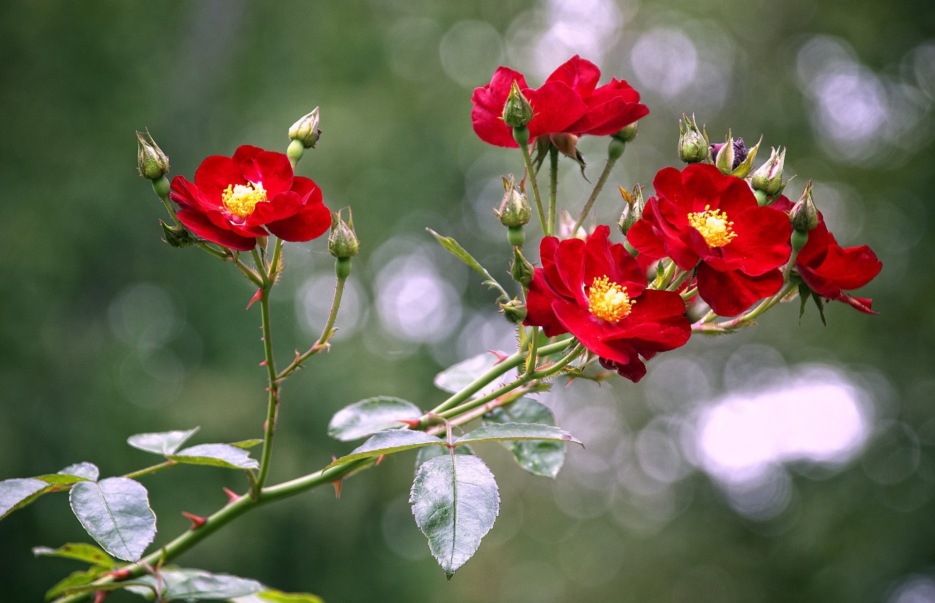 rosas rama brotes