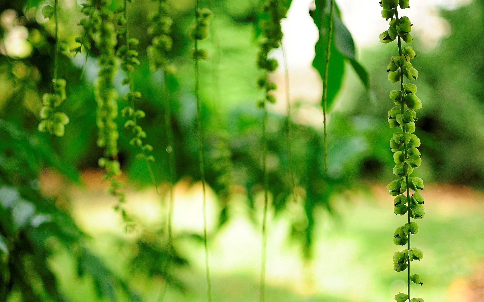 fiori fiori fiore fiore verde foglie albero sfocatura sfondo carta da parati widescreen schermo intero widescreen widescreen