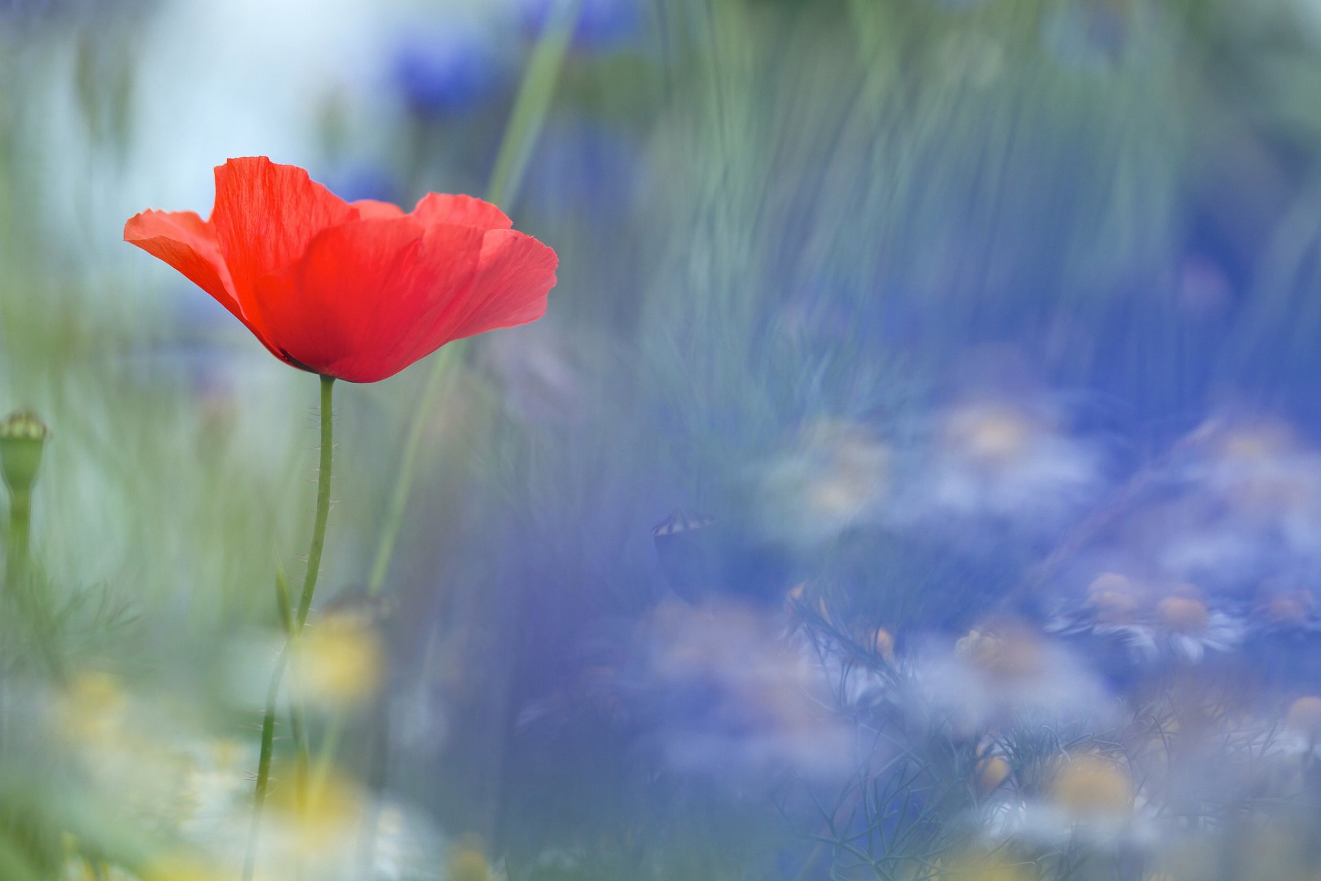 coquelicot rouge flou fond