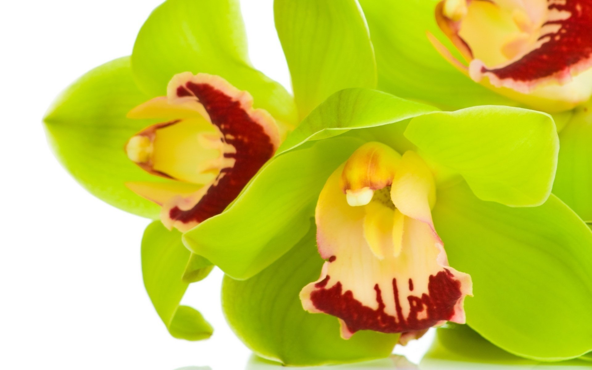 orchidées cymbidium vert clair gros plan fleurs