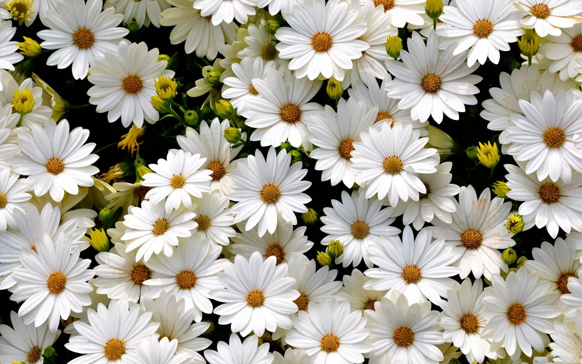 daisy petals white the field