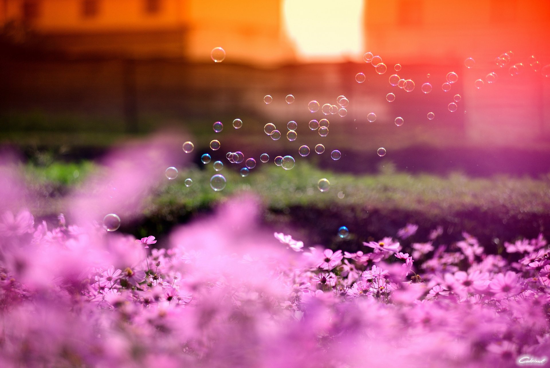 fiori cosmea rosa bolle di sapone sole messa a fuoco