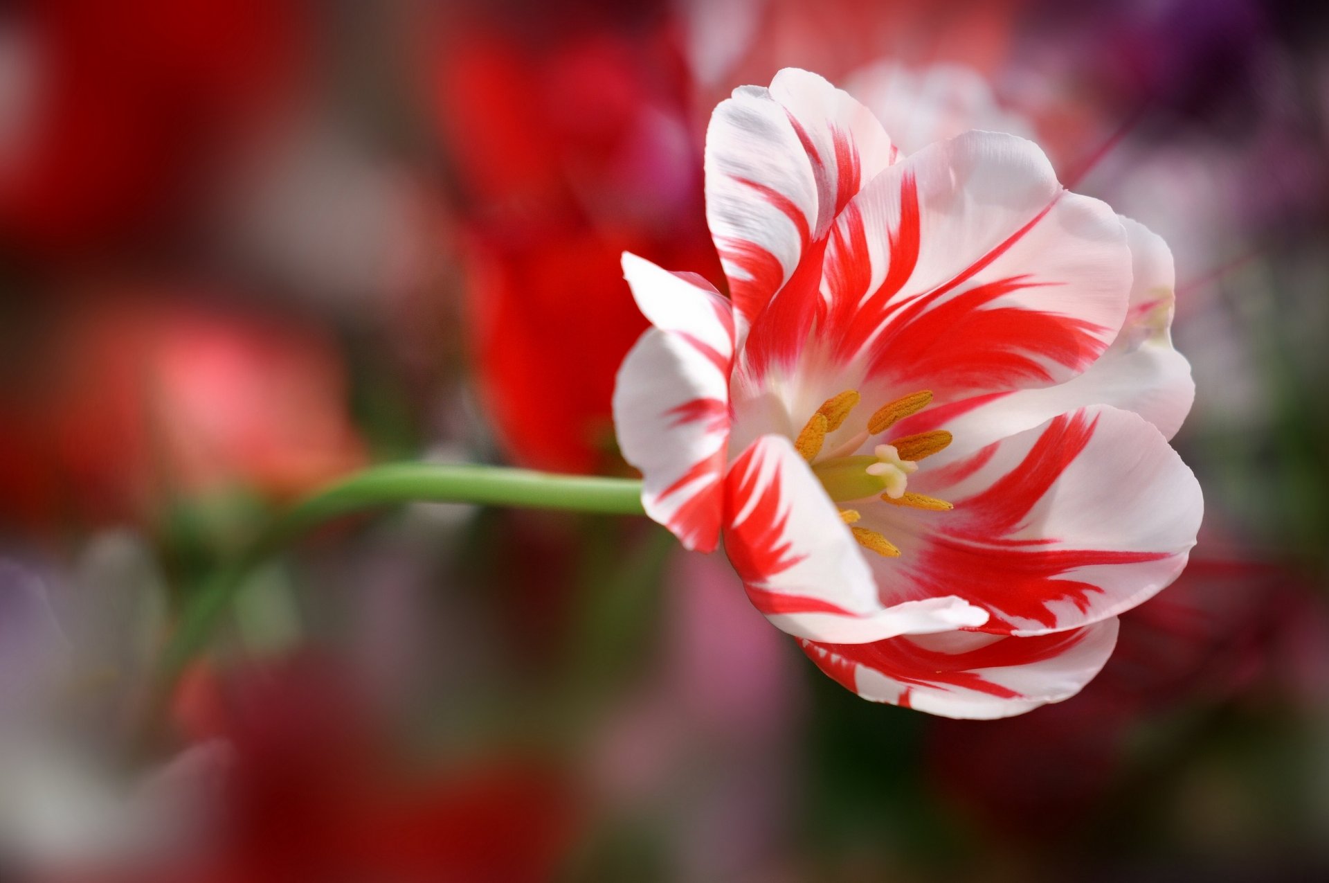 tulip petals the stem