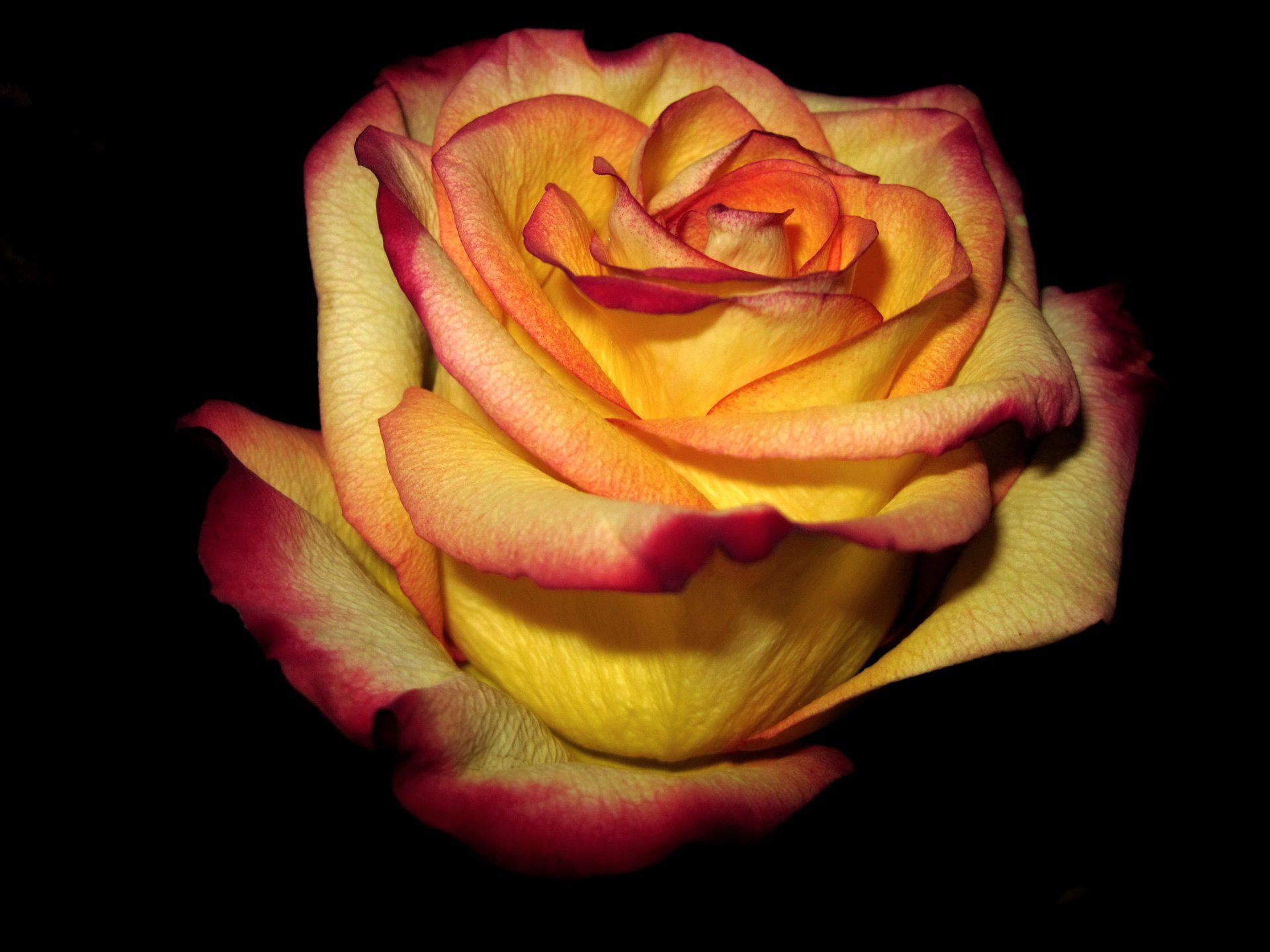 jaune rose rouge bord sombre fond