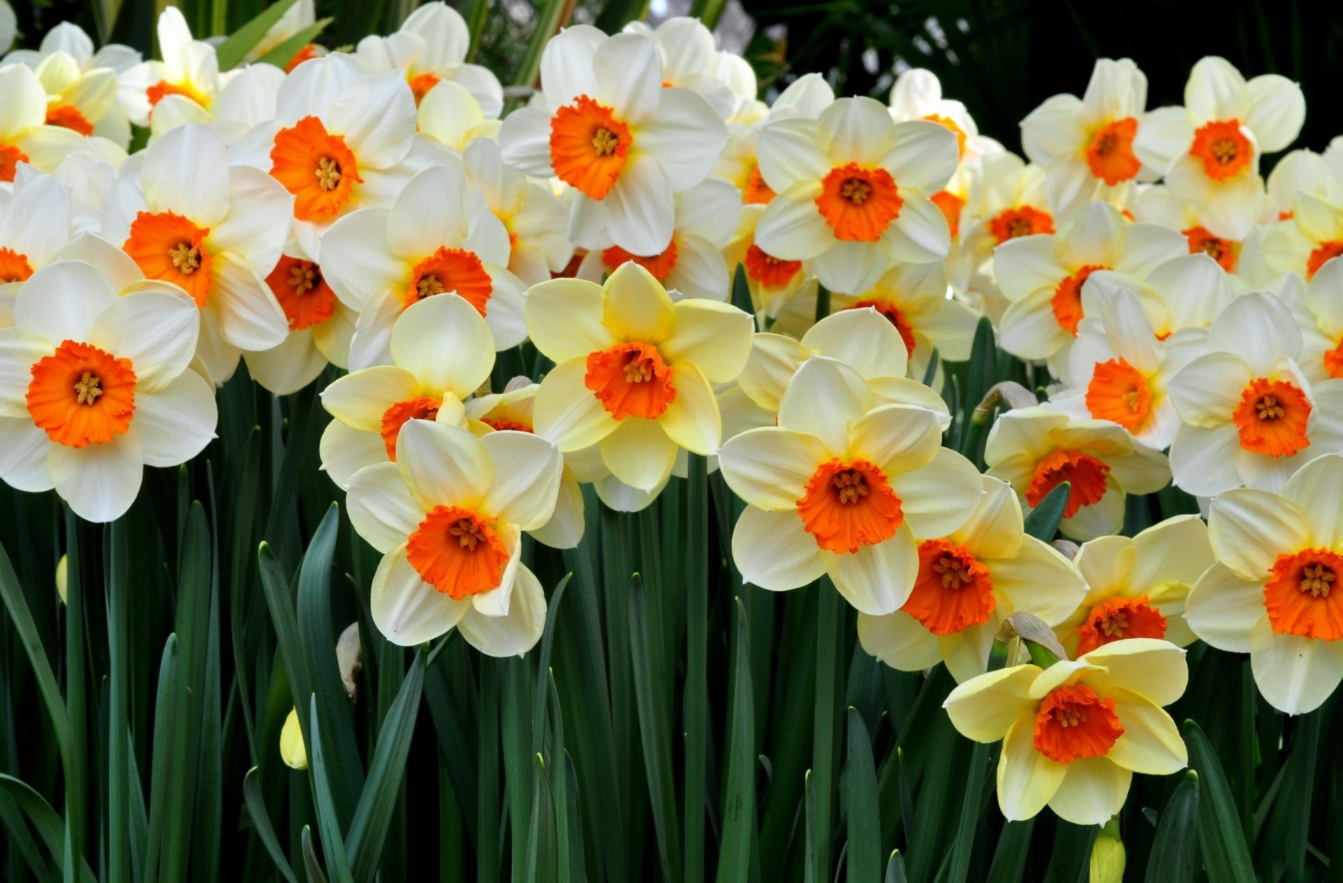 flores narcisos mucho