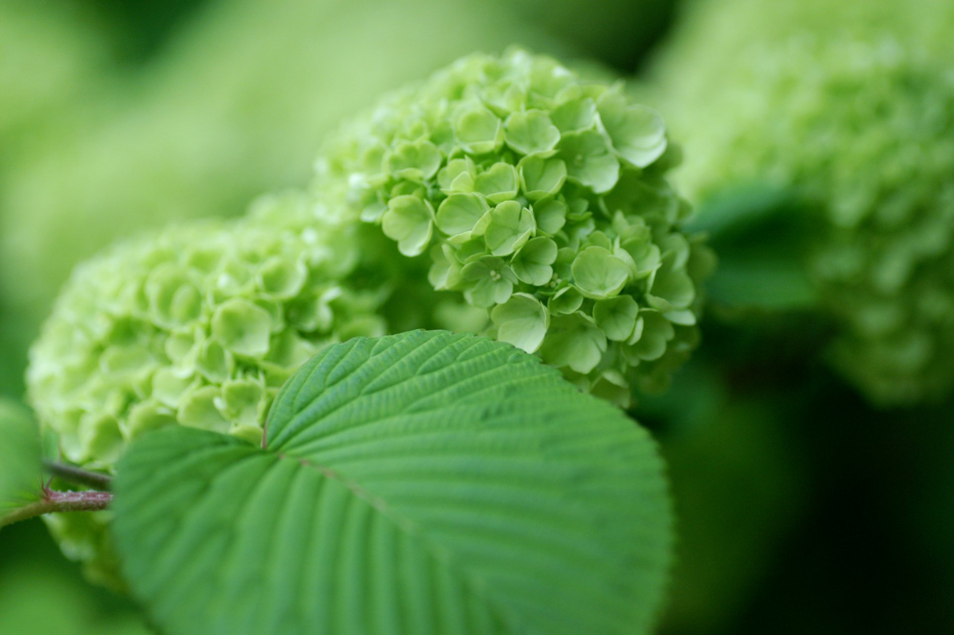 hydrangea green leaves bush