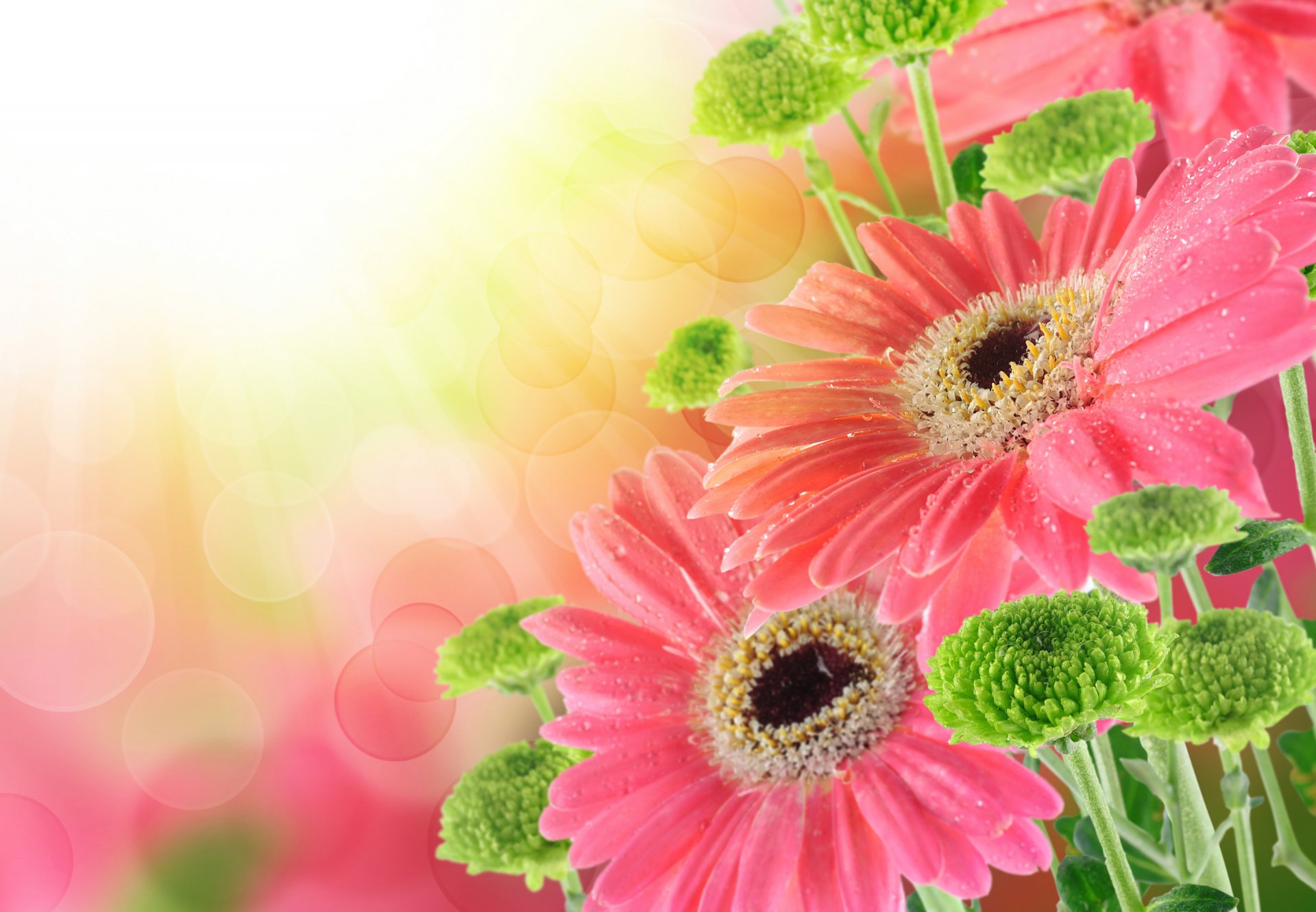 bouquet gerbera gouttes gerbera