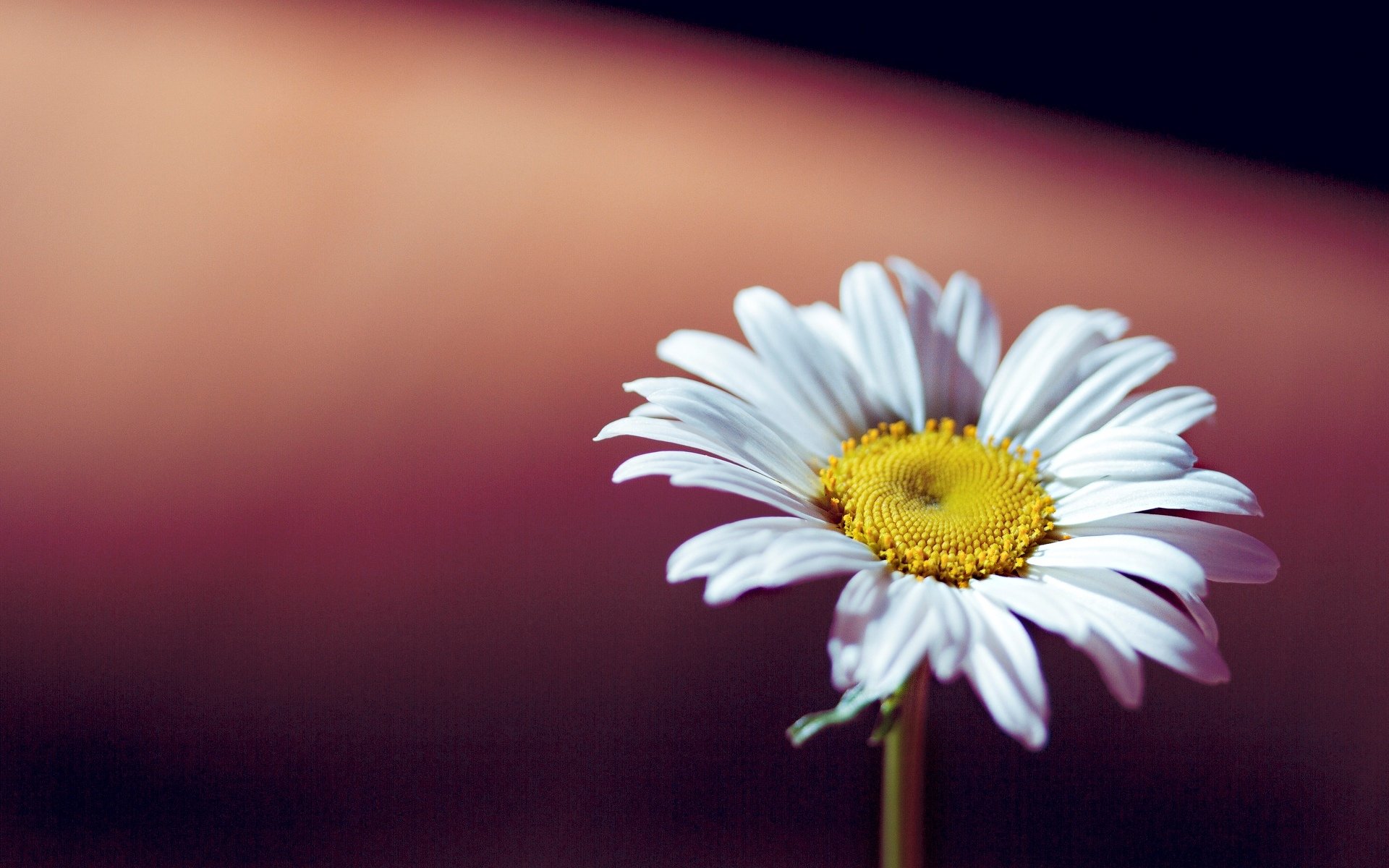 flowers flowers flower daisy white yellow background wallpaper widescreen fullscreen widescreen widescreen