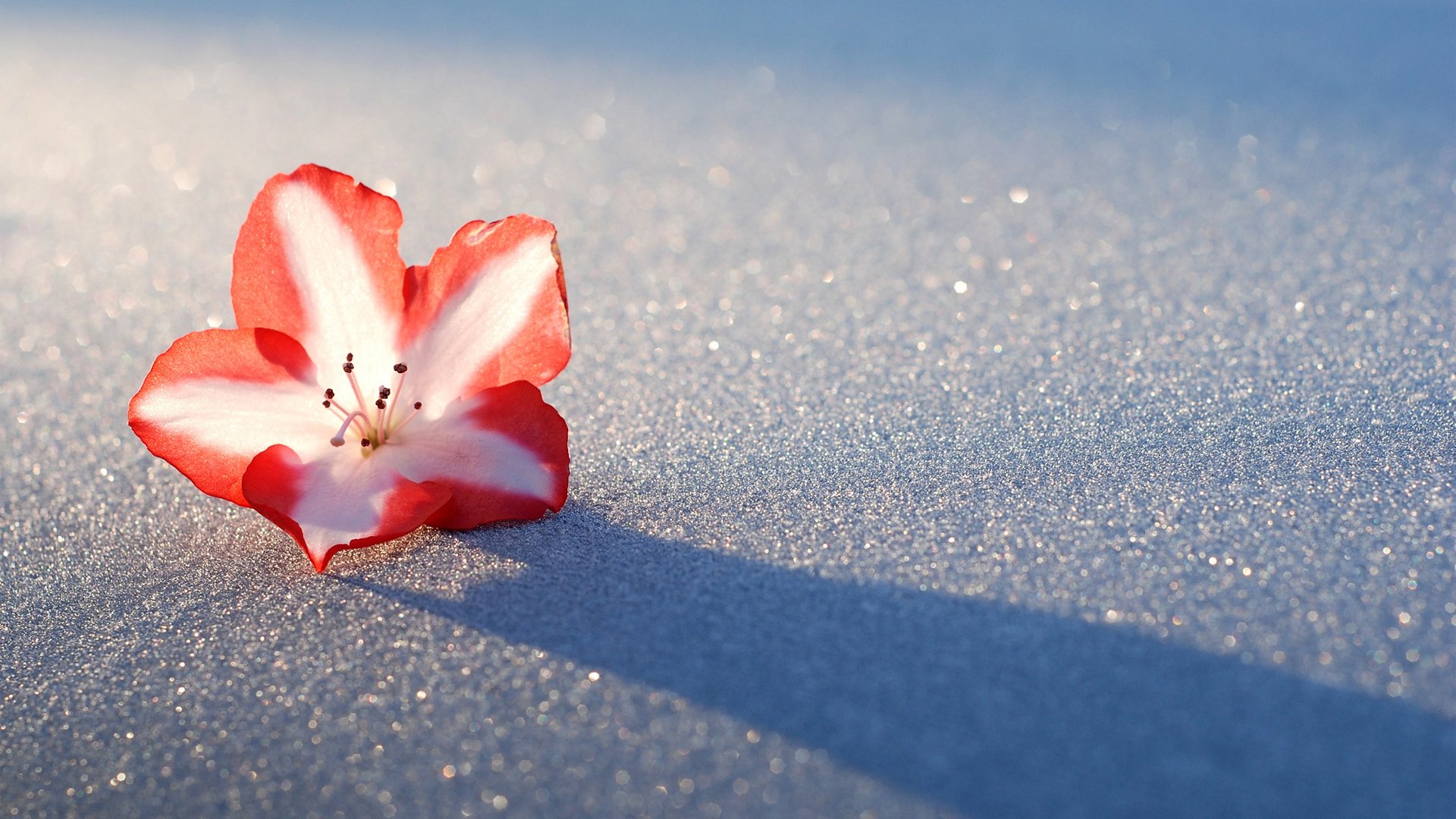 flor azalea nieve luz sombra