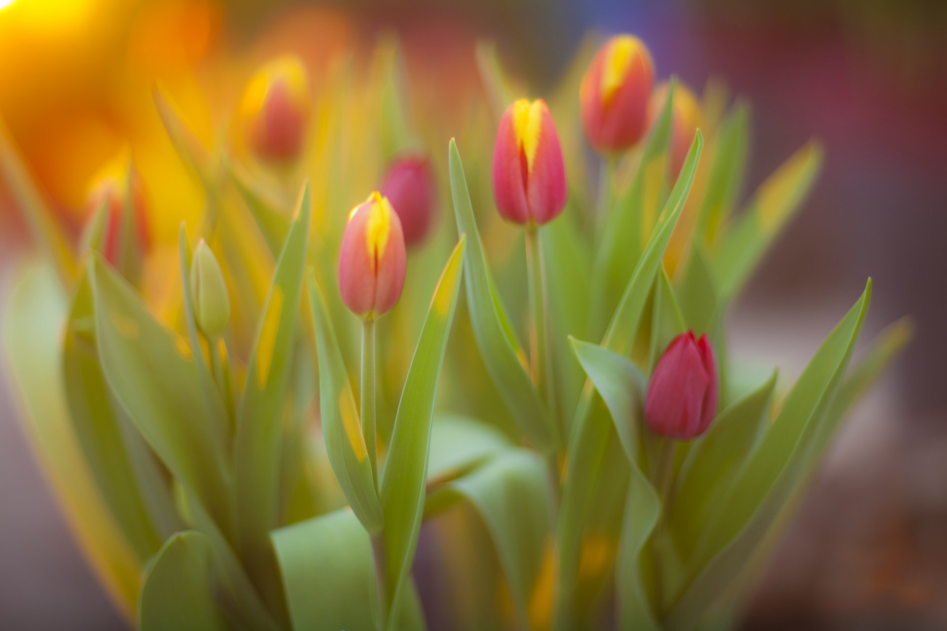 flower tulips bouquet spring yellow and pink