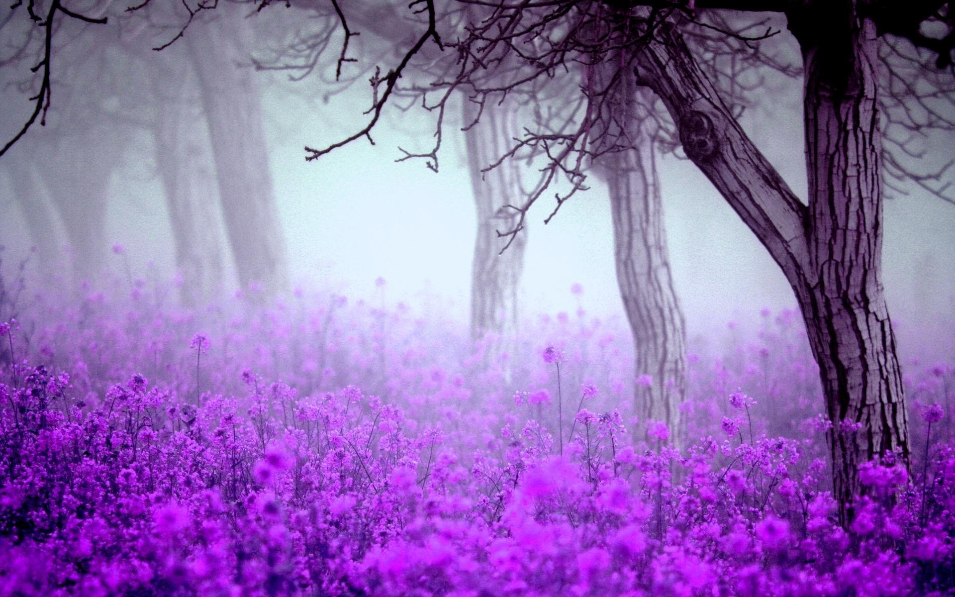 flower fog tree spring