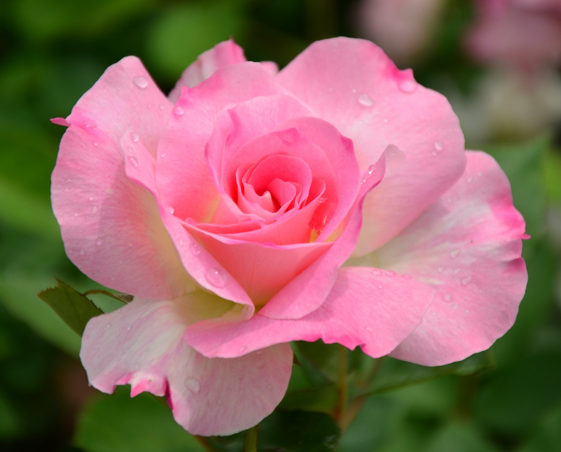 fiore rosa rosa macro natura giardino